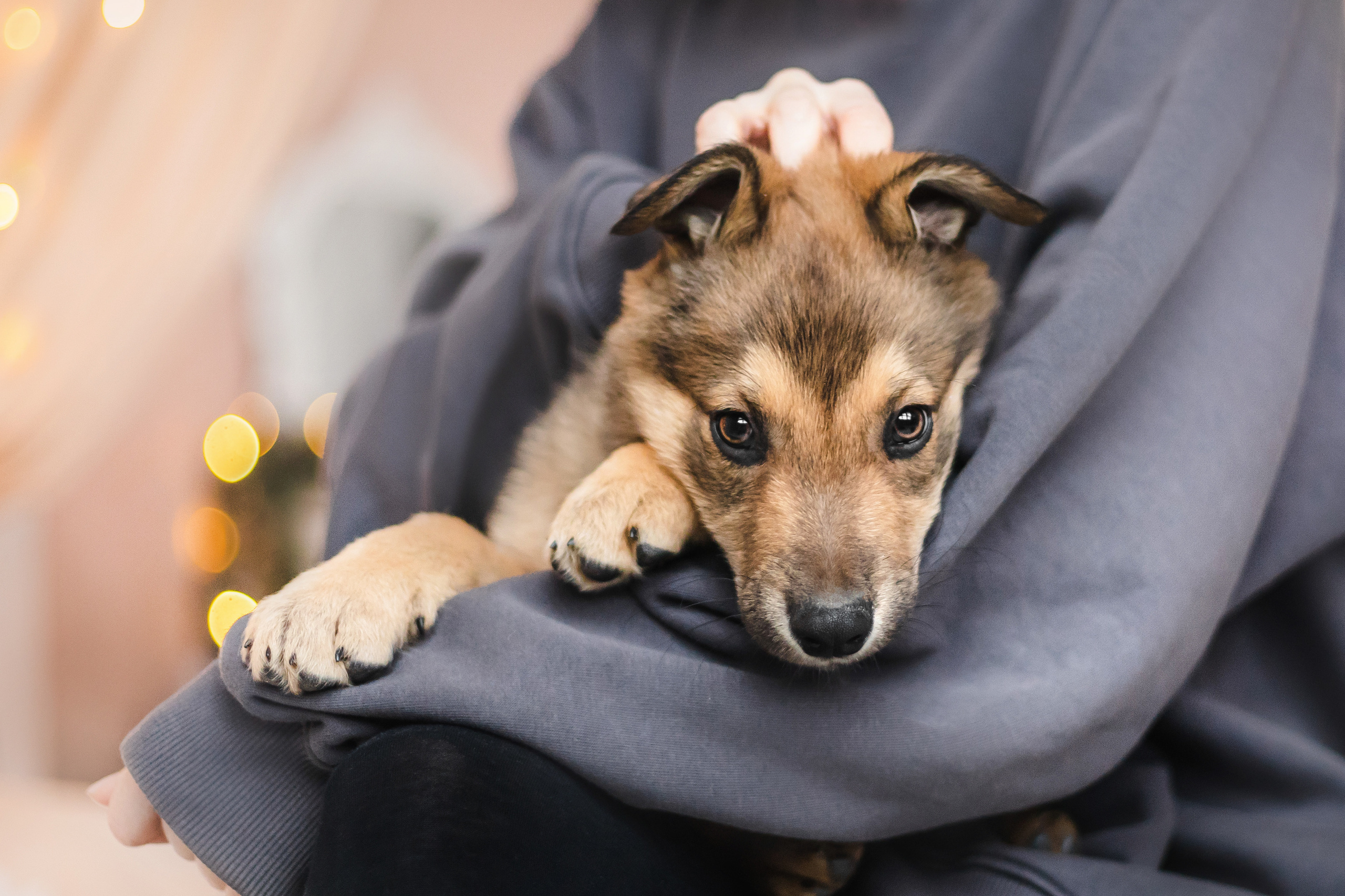 Фотосессия щенков Сатин и Нильс в студии