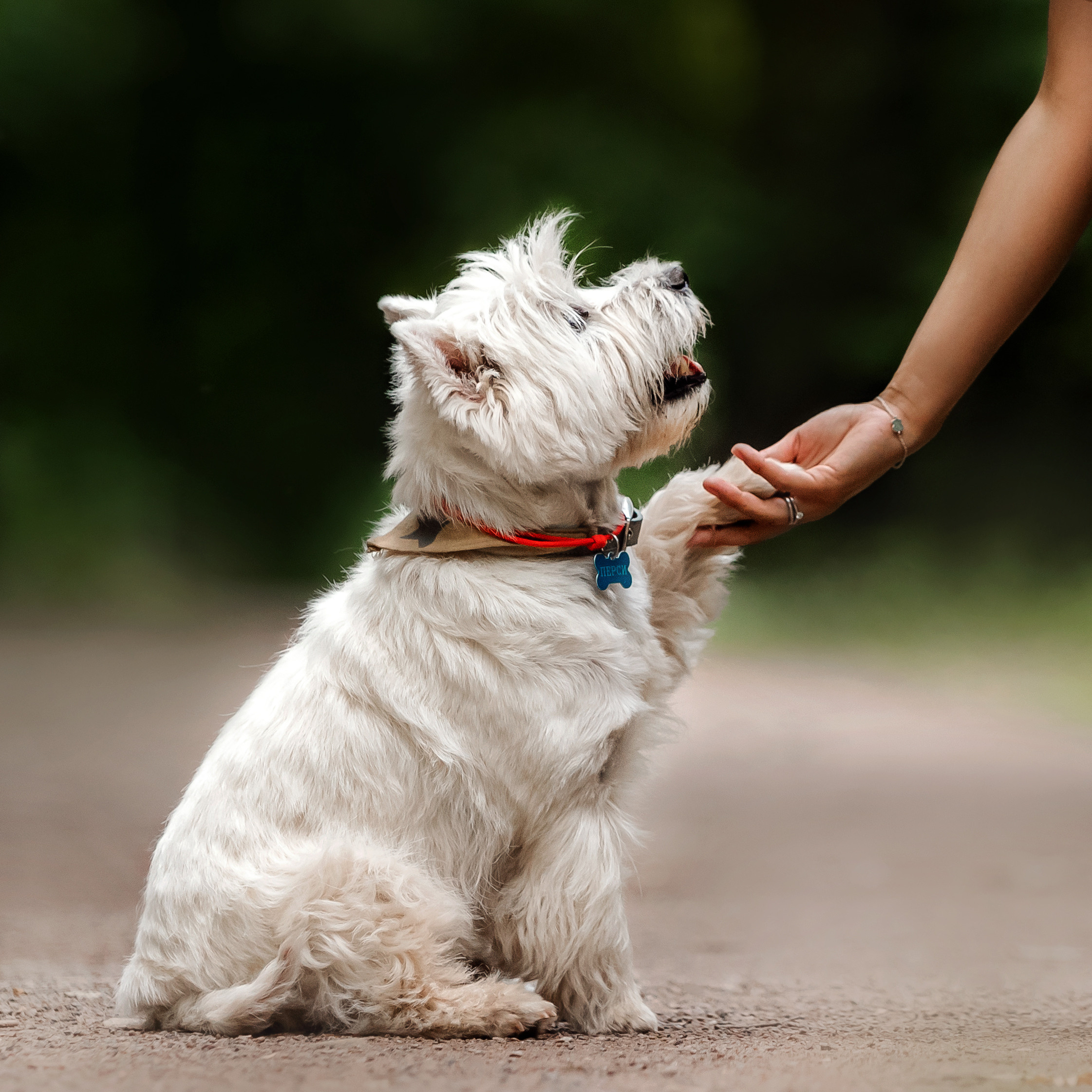 Перся и его семья в Ботаническом лесу