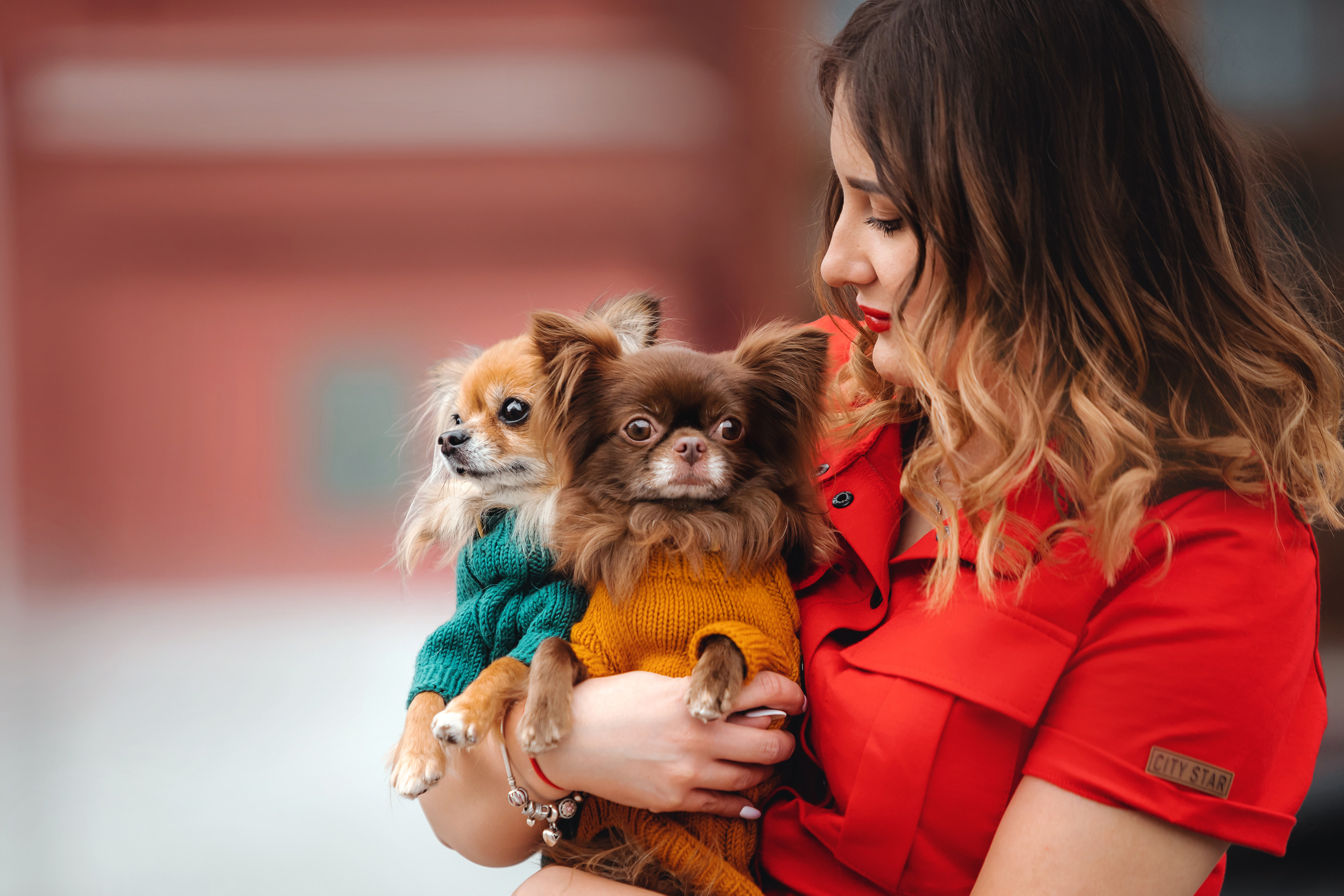 Фотосессия с чихуахуа в центре Москвы