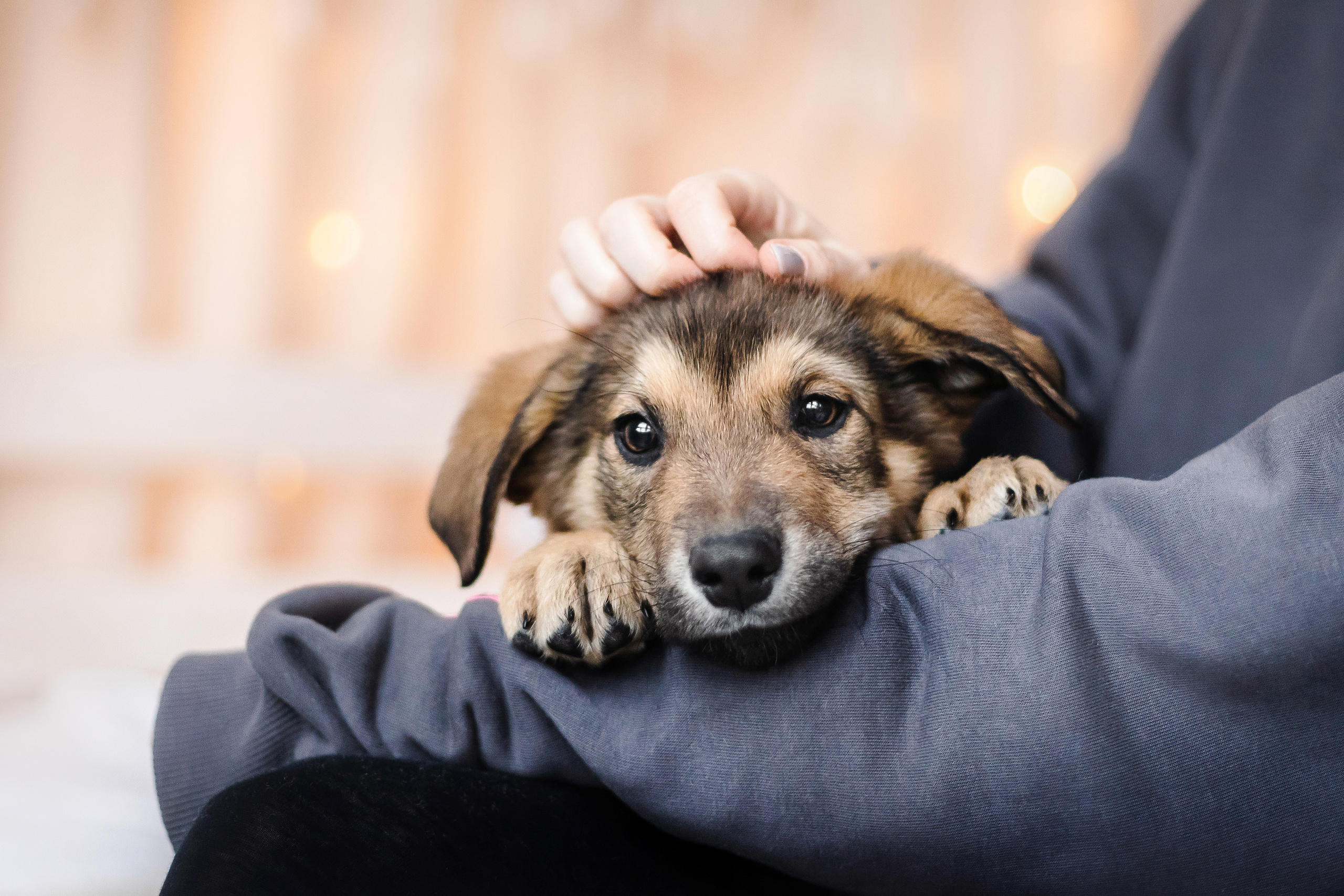 Фотосессия щенков Сатин и Нильс в студии