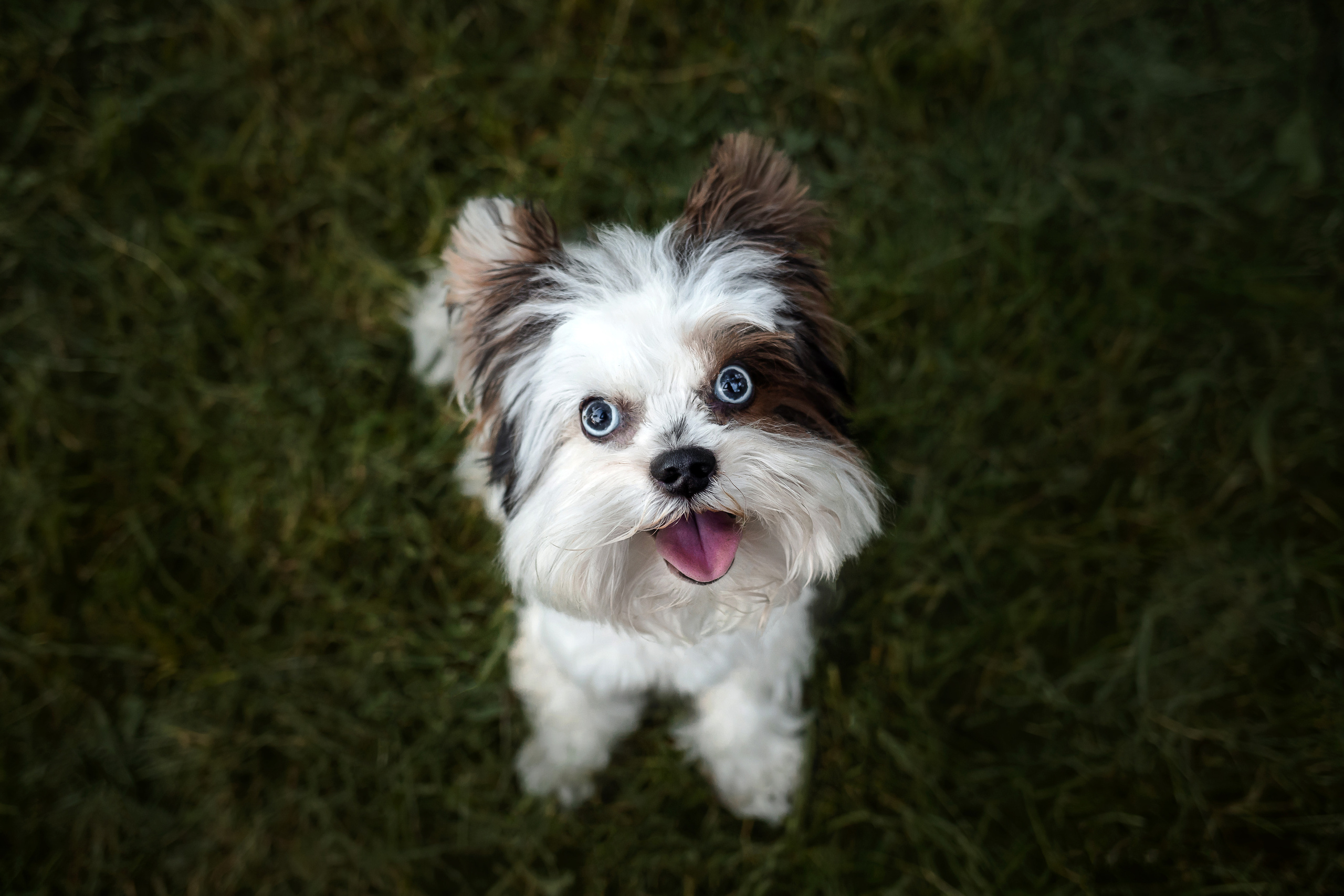 Фотосессия Урсы, Йоши и их семьи