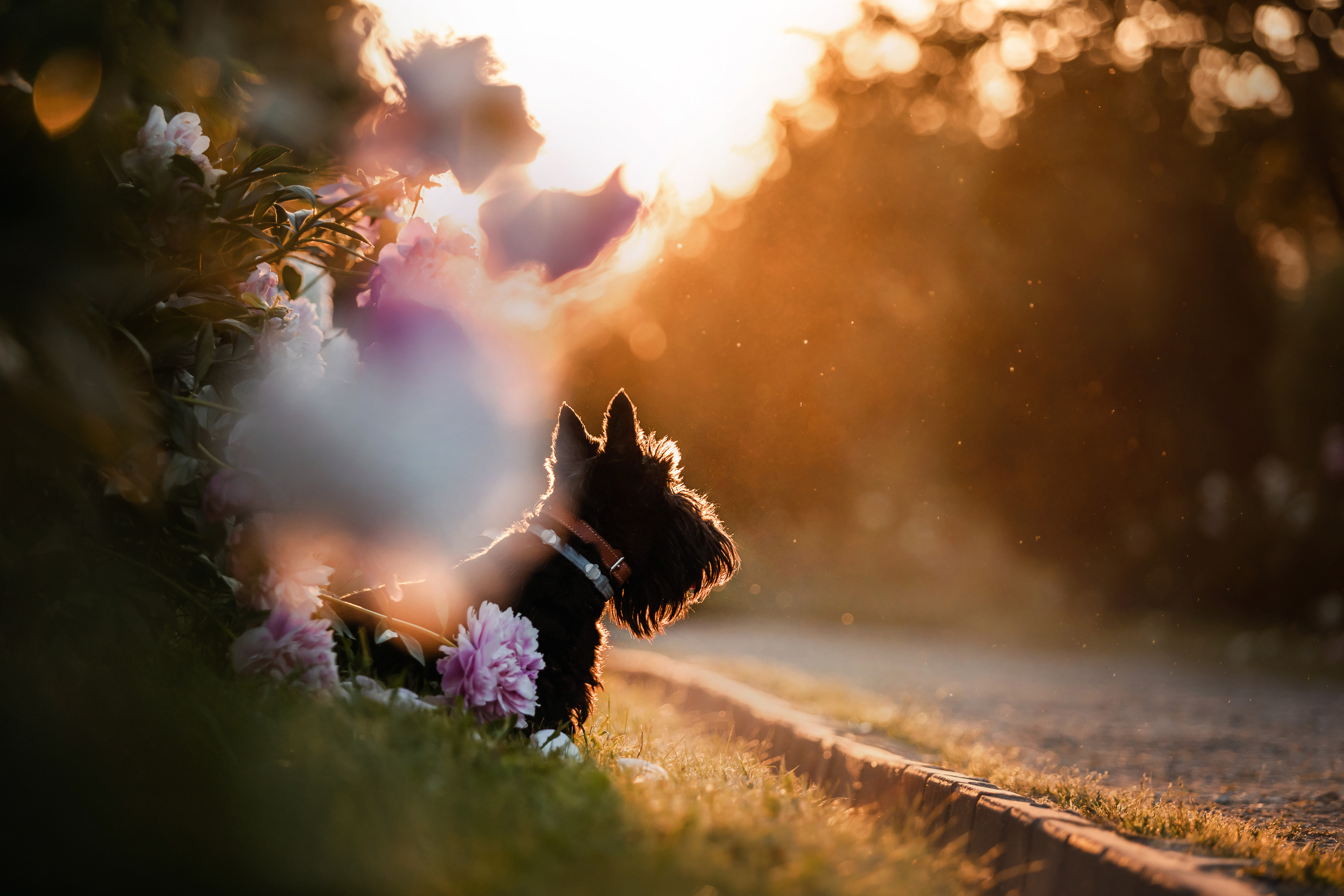 Фотосессии на природе с животными от фотографа-анималиста
