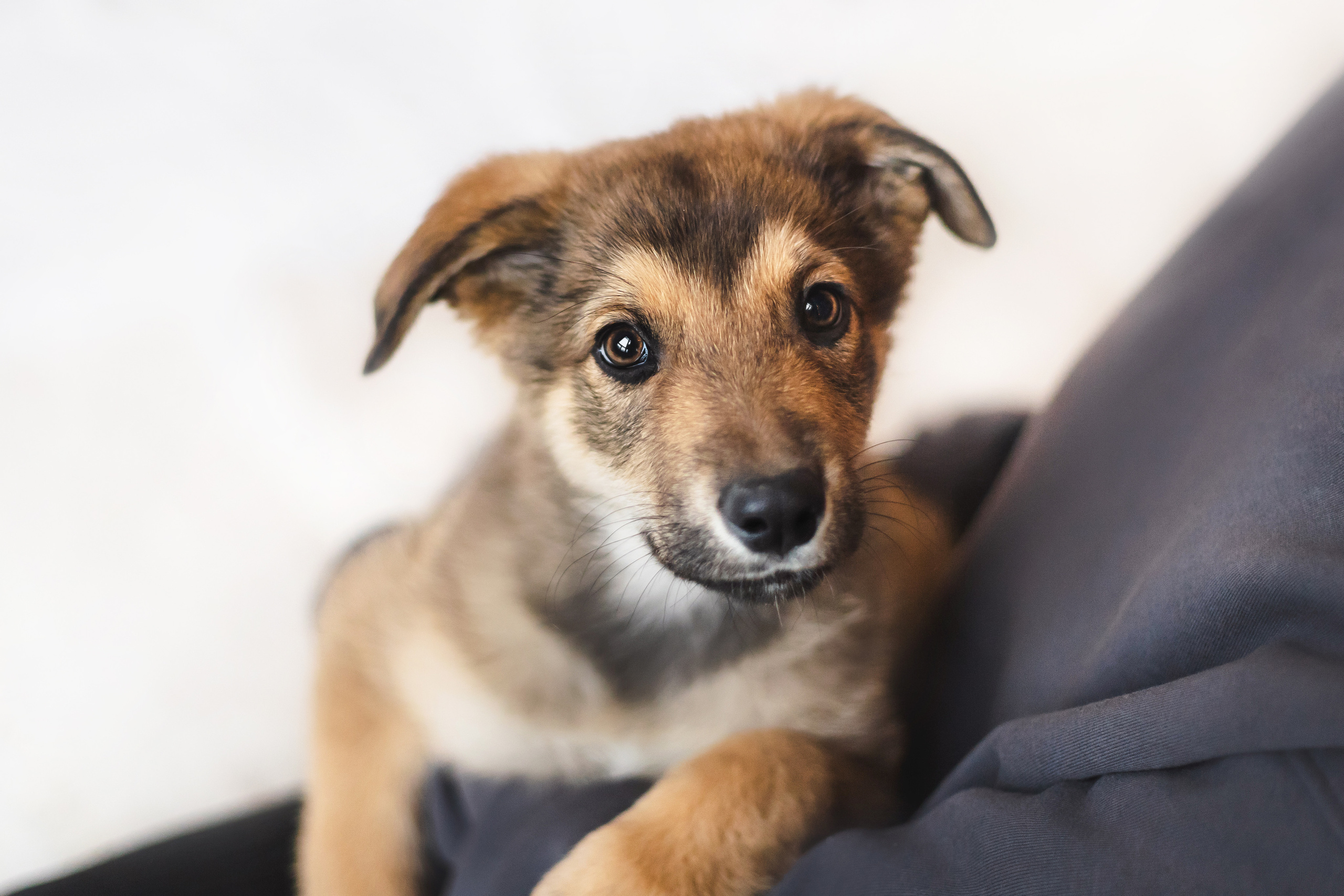 Фотосессия щенков Сатин и Нильс в студии