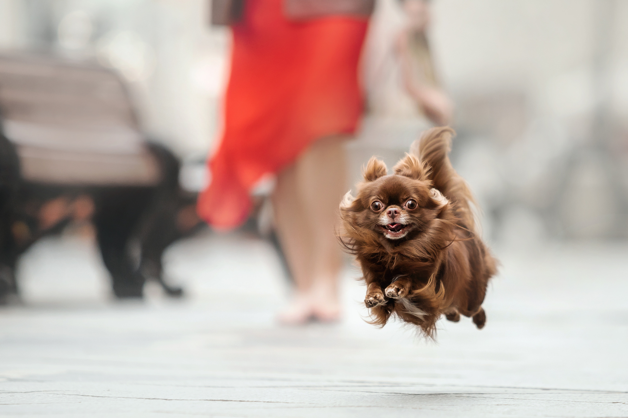 Фотосессия с чихуахуа в центре Москвы