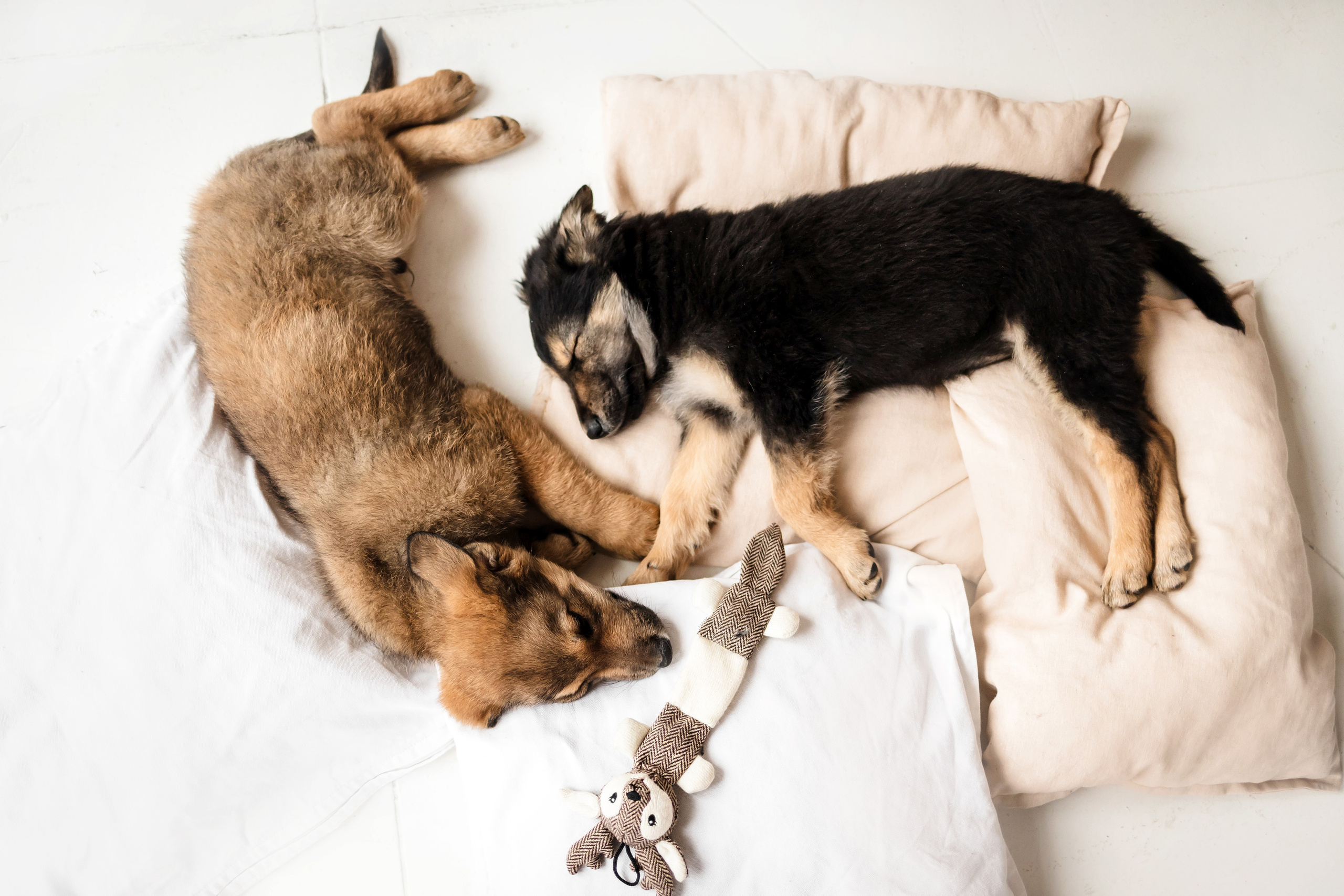 Фотосессия щенков Сатин и Нильс в студии