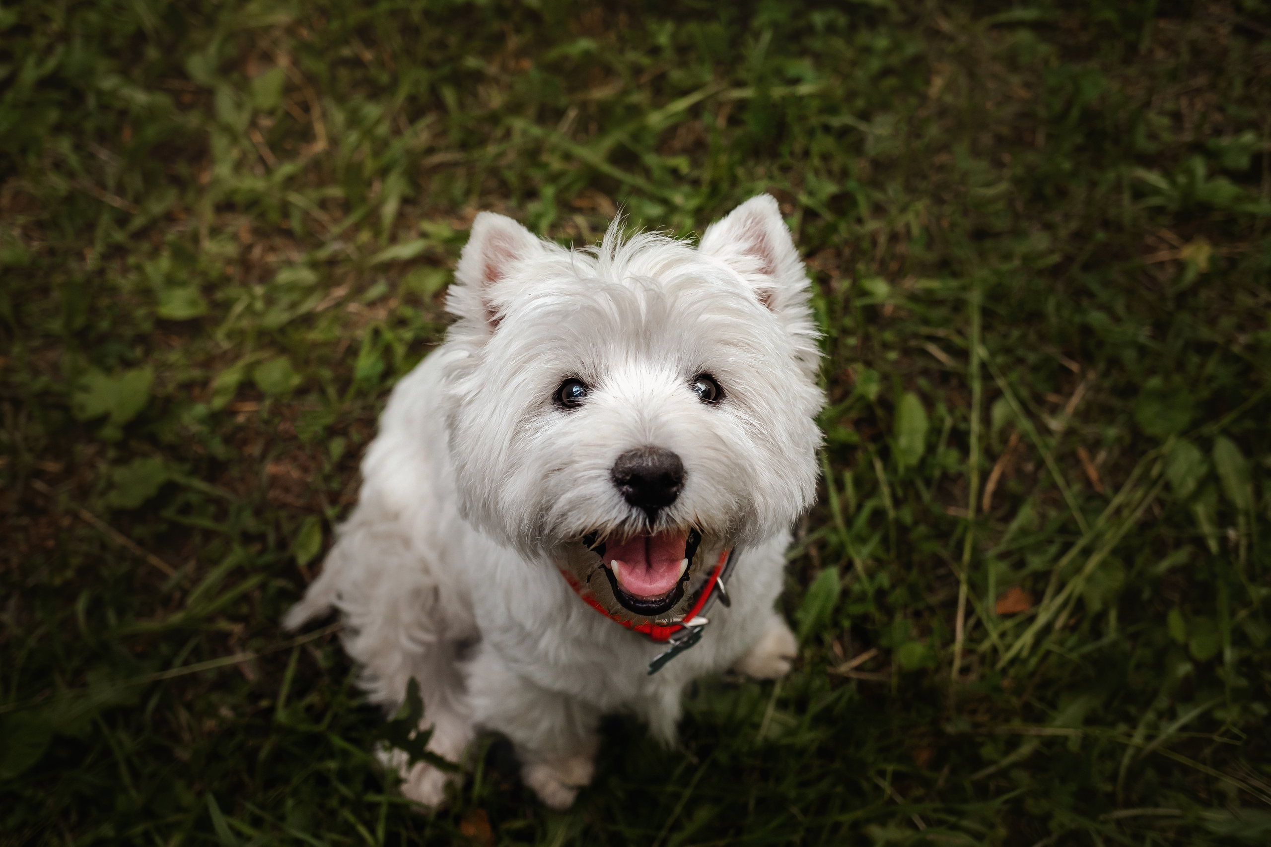 Перся и его семья в Ботаническом лесу