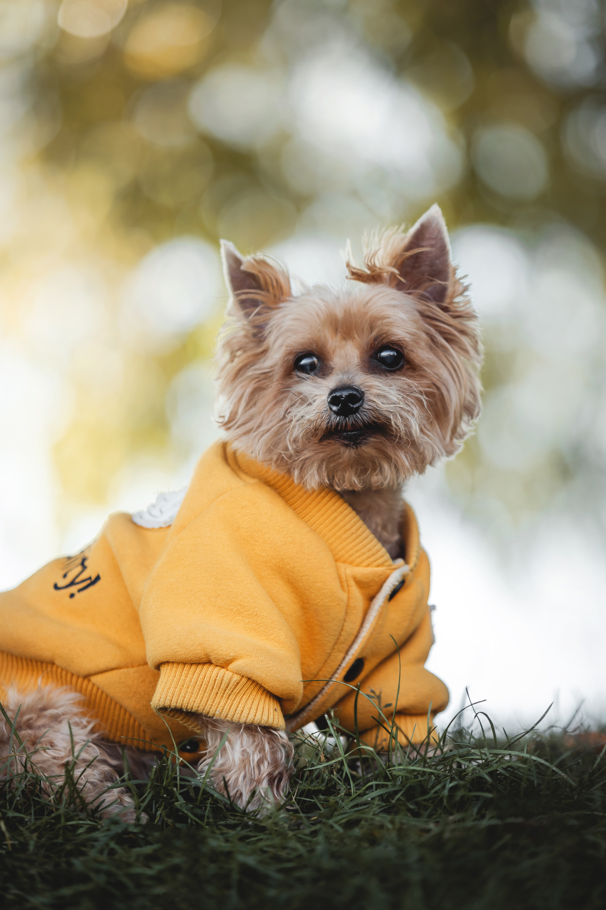 Фотосессия с собакой и котом. Ира, йорк Филя и кот Леброн