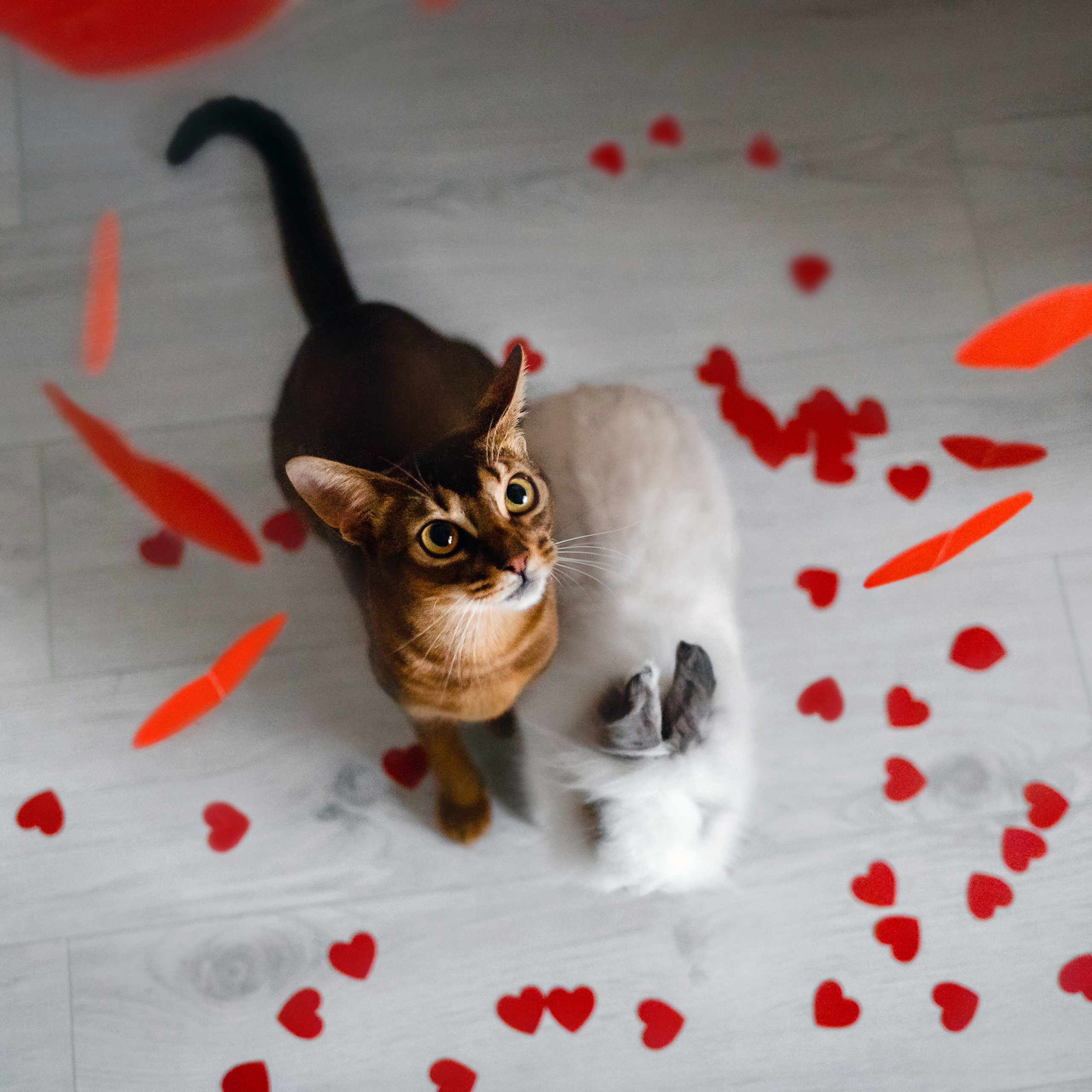 Фотосессия с кошкой, собакой и кроликом