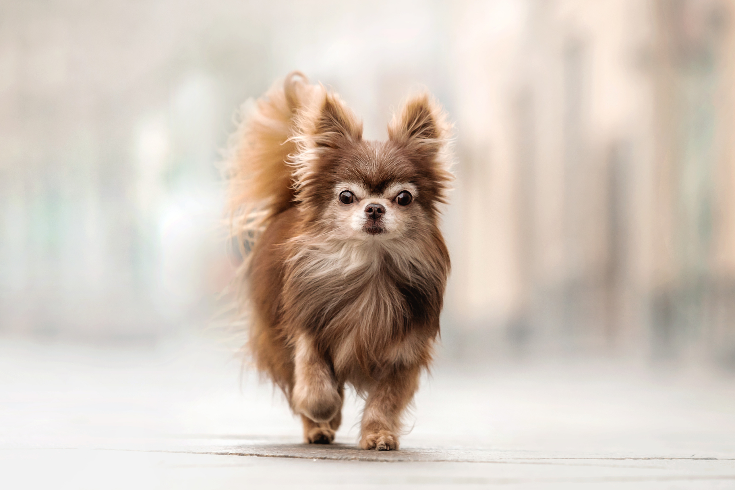 Фотосессия с чихуахуа в центре Москвы