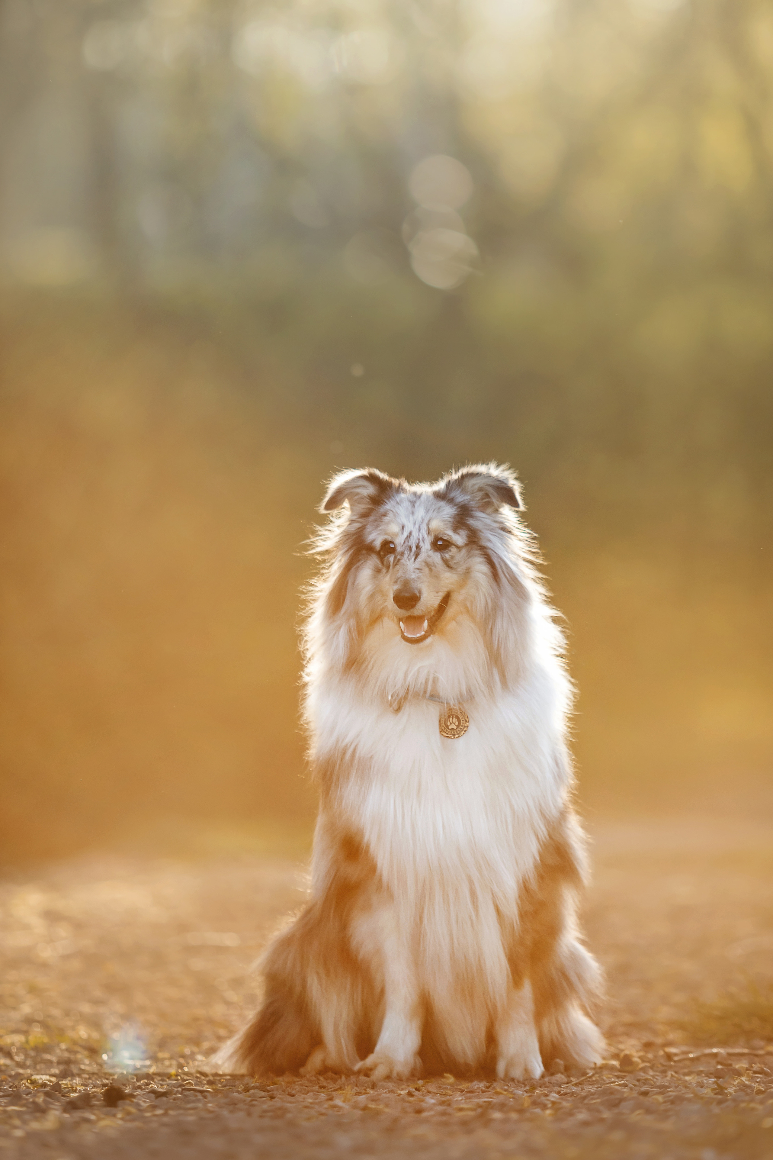 Фотосессия с шелти Скаем