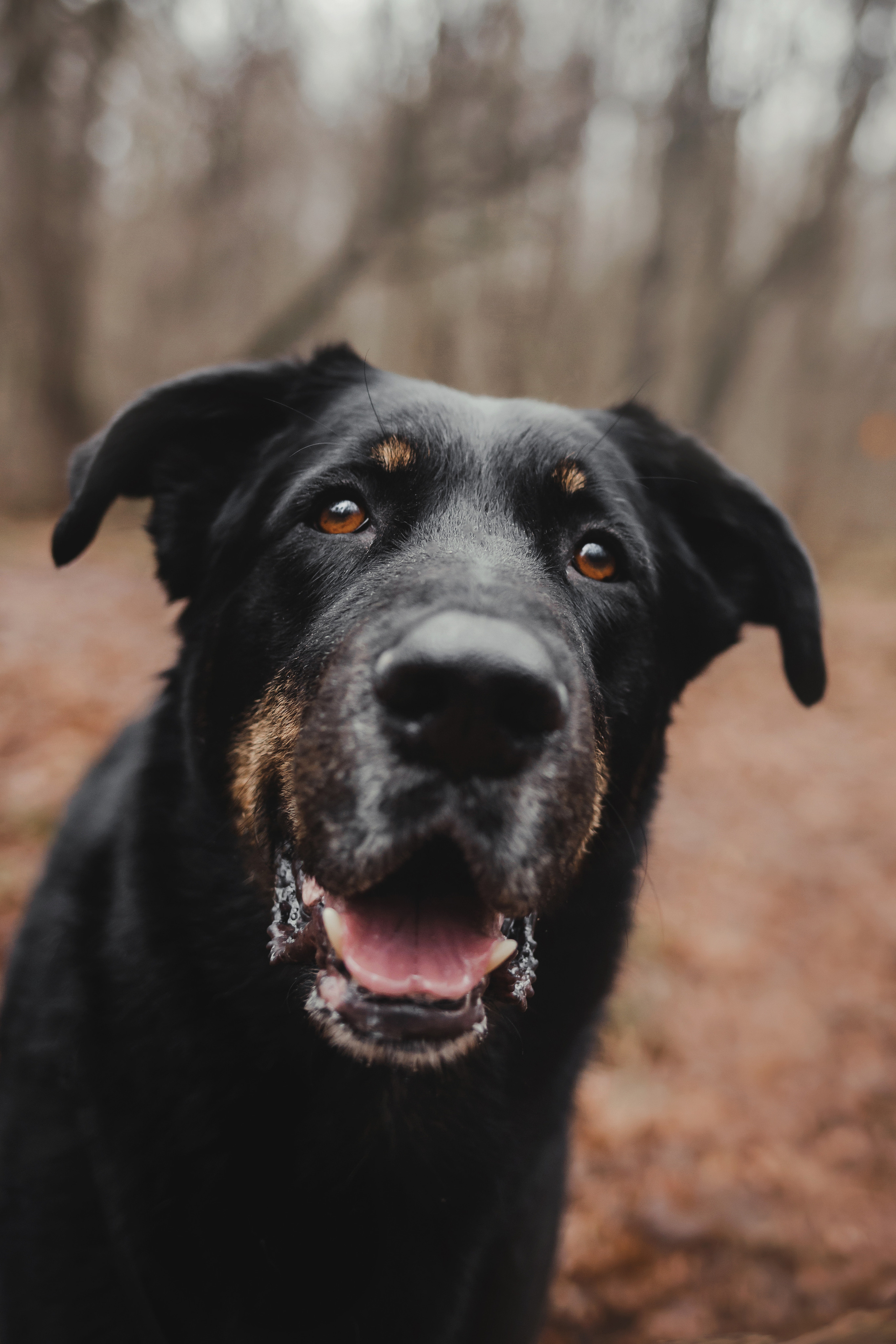 Фотосессия с собакой Фелик