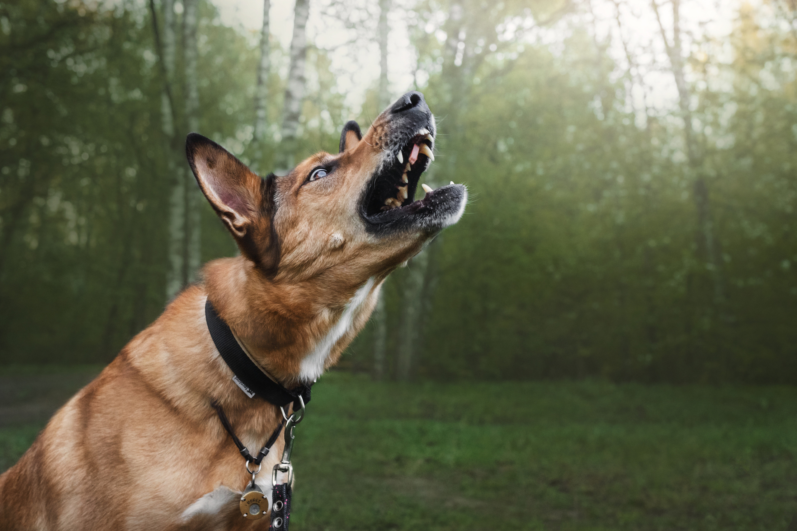 Фотосессия на рассвете собаки Росси, Саввы и их семьи