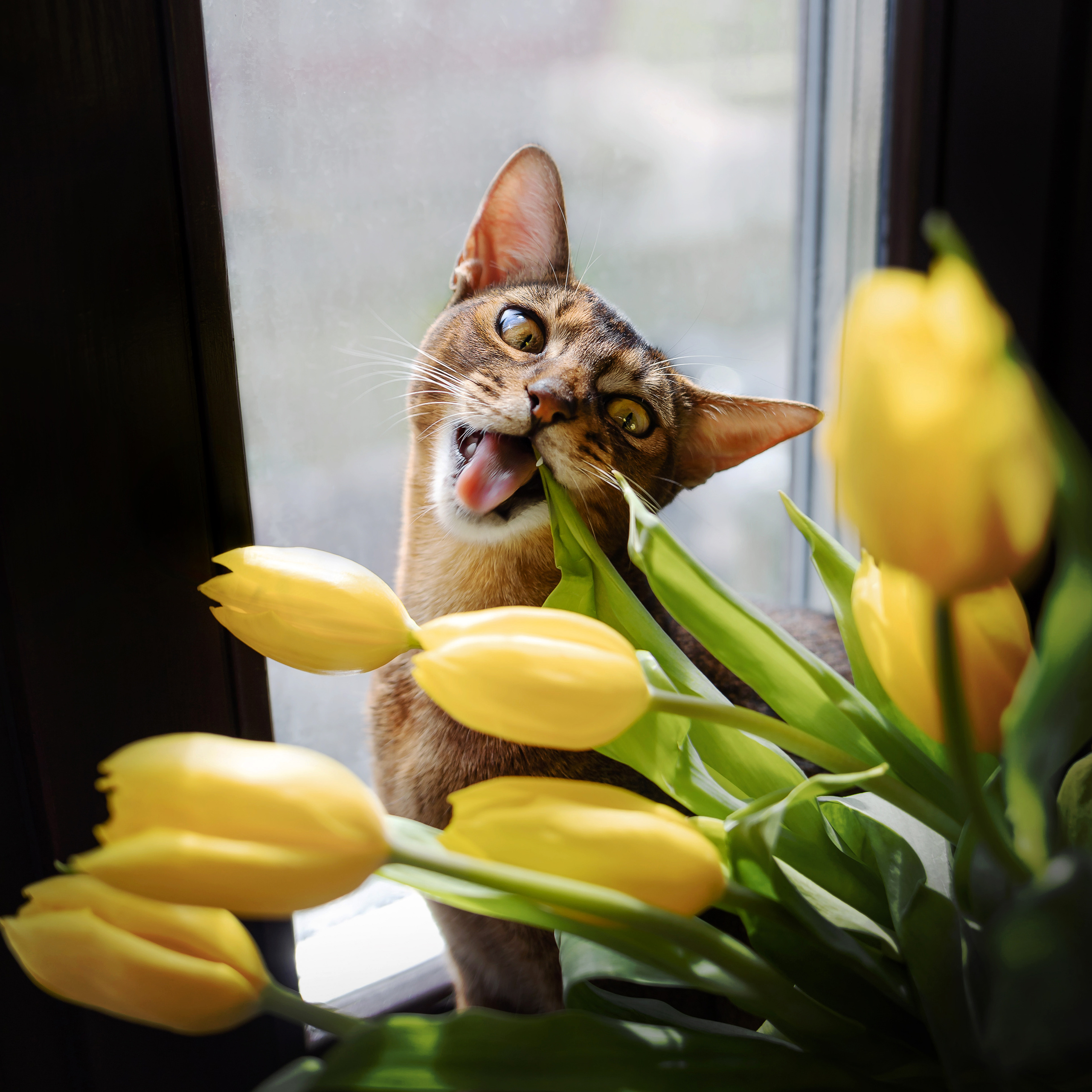 Фотосессия с кошкой, собакой и кроликом