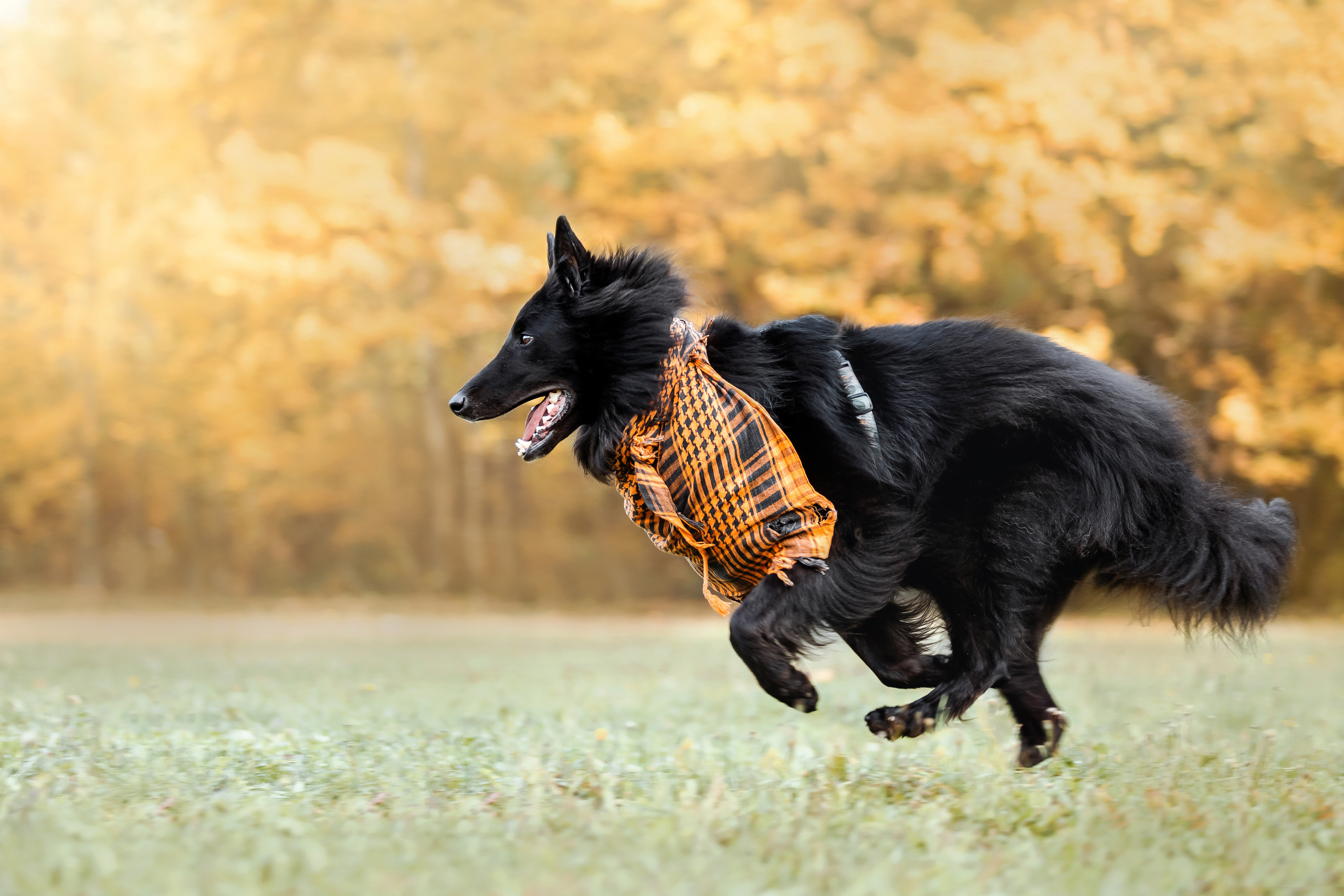 Фотосессия с грюнендалем Йаррхи