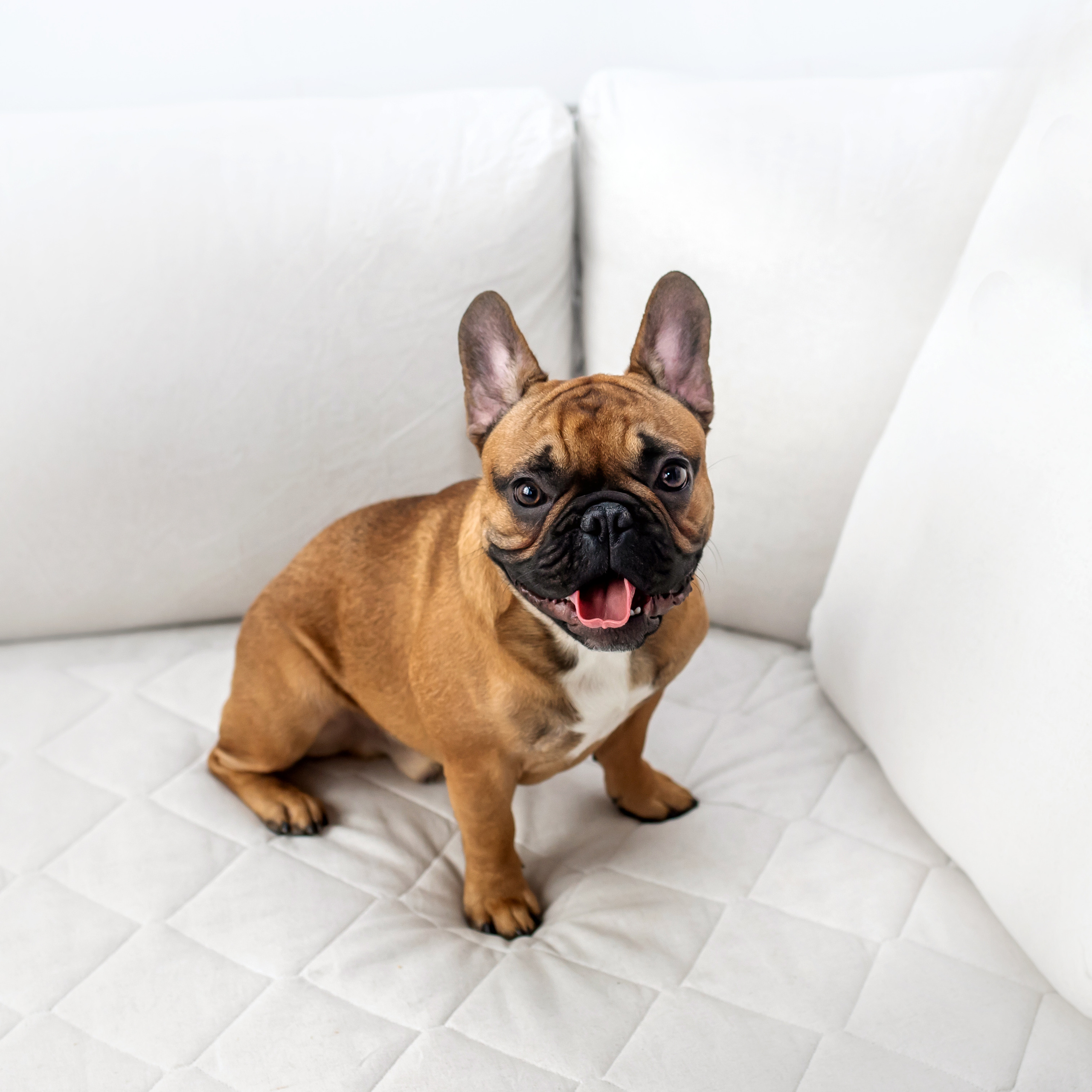 Фотосессия бульдогов Лео и Марса в догфрендли студии