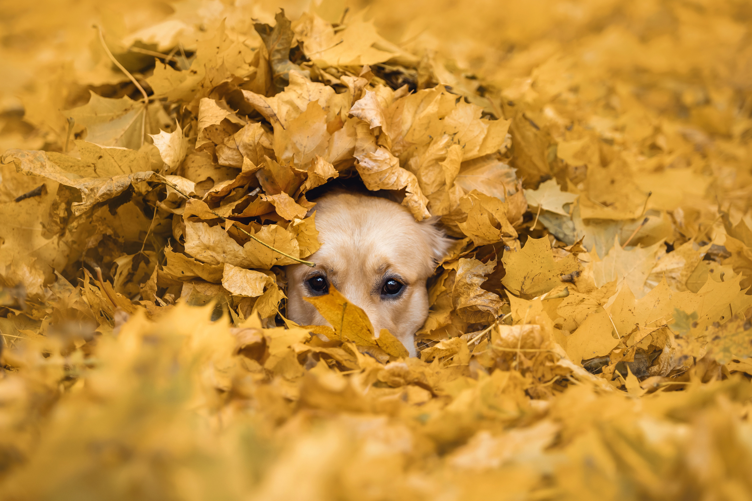 Фотосессия Марины и Паскаля