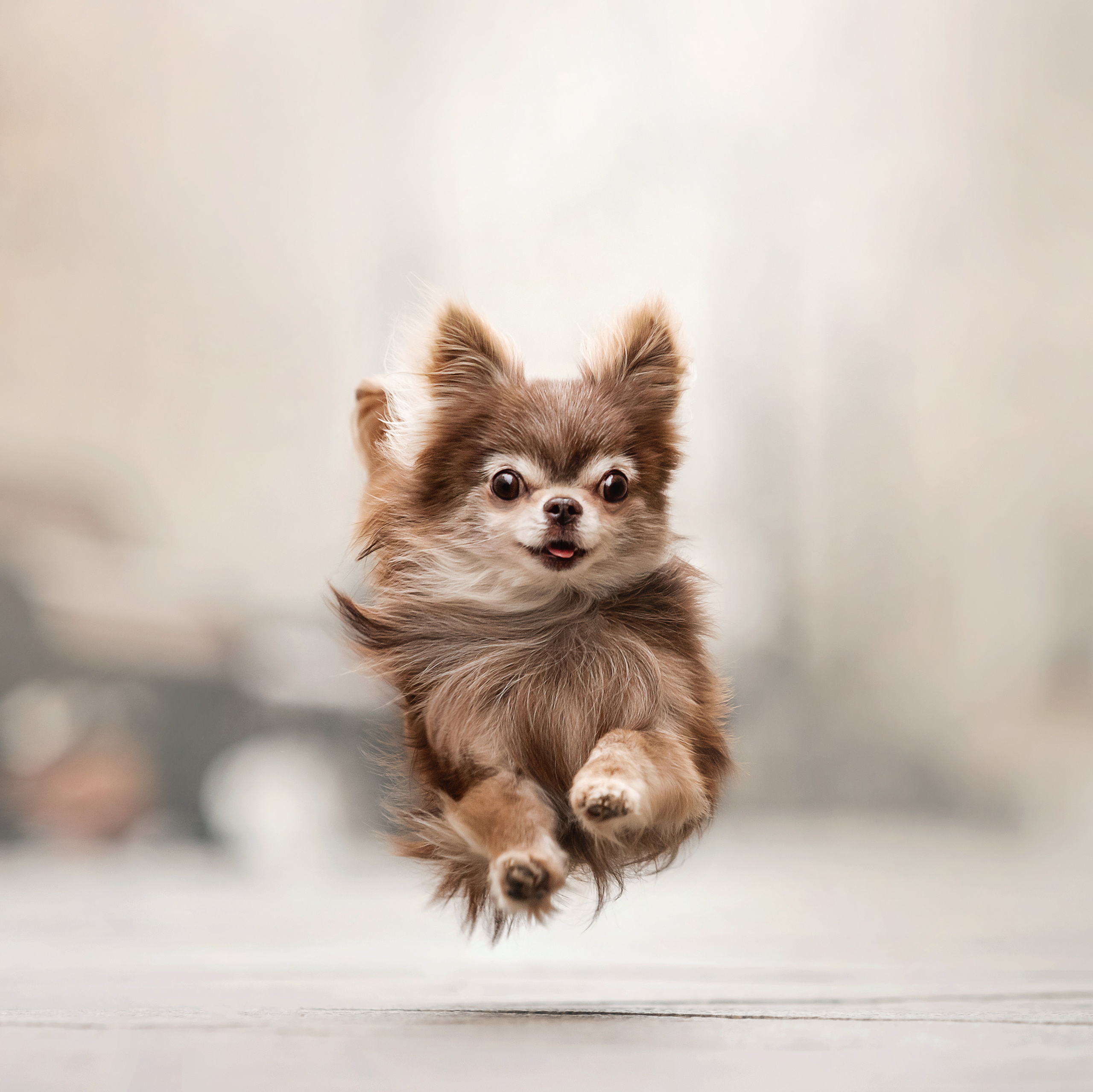 Фотосессия с чихуахуа в центре Москвы