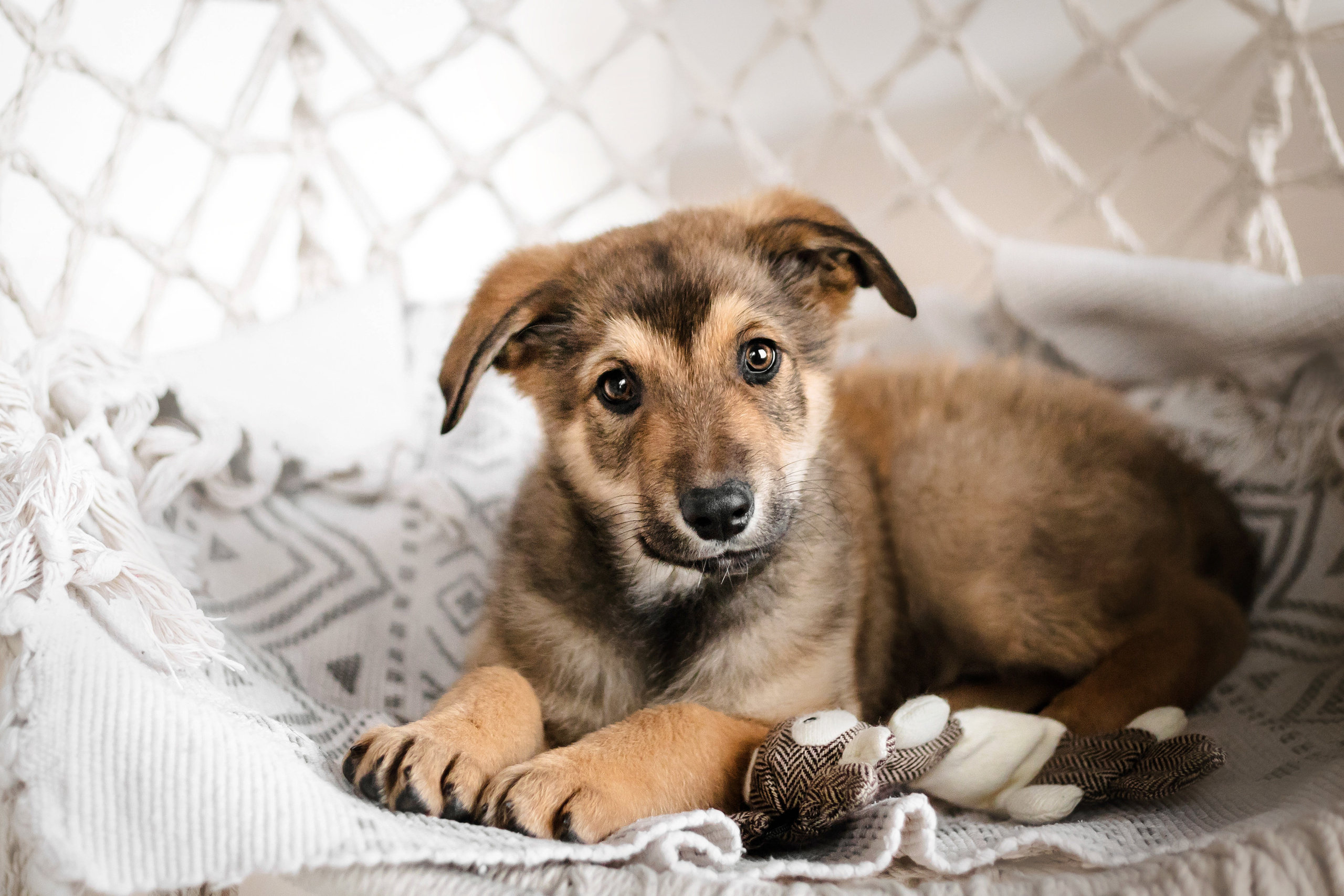Фотосессия щенков Сатин и Нильс в студии