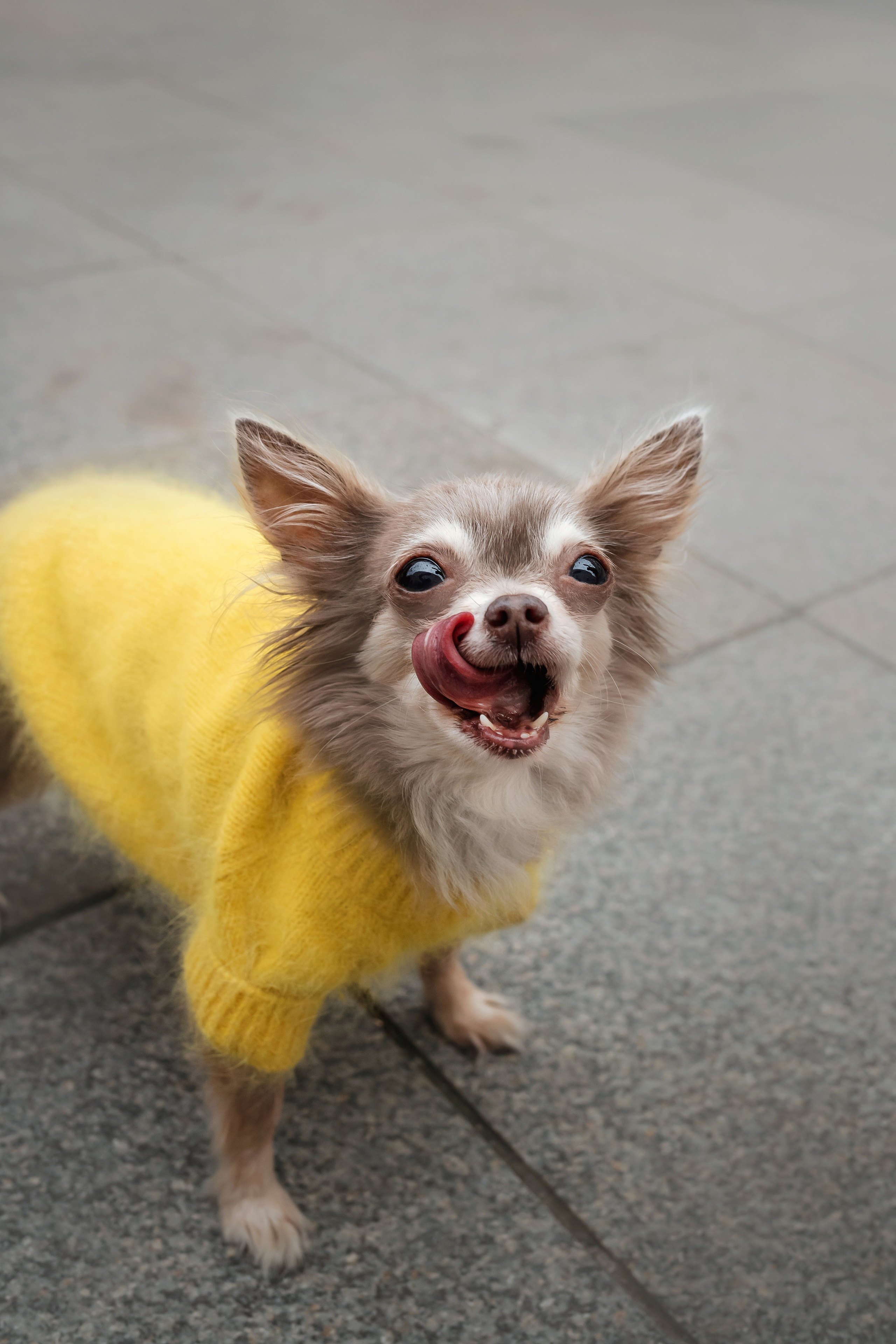 Фотосессия с чихуахуа в центре Москвы