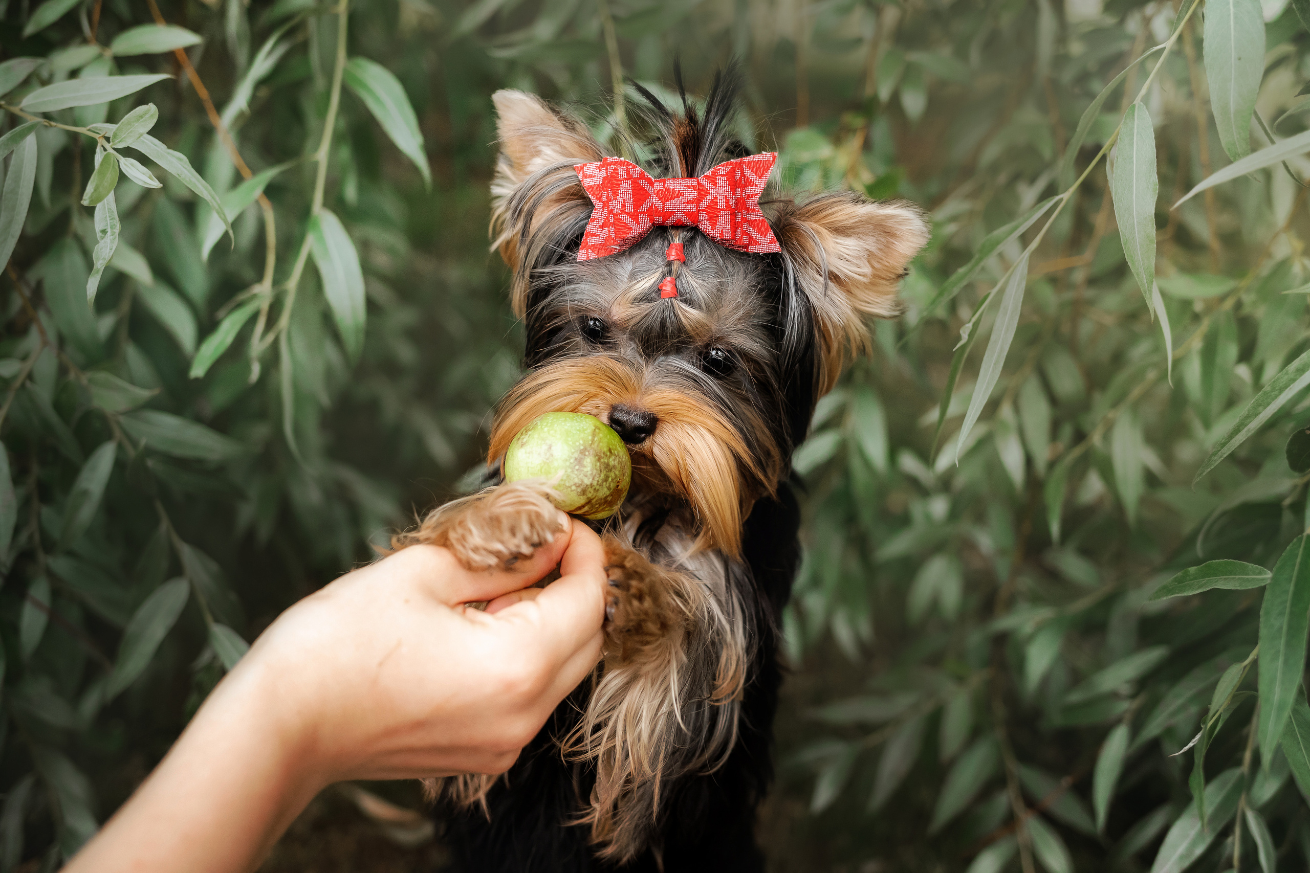 Фотосессия йорка Юли и ее семья