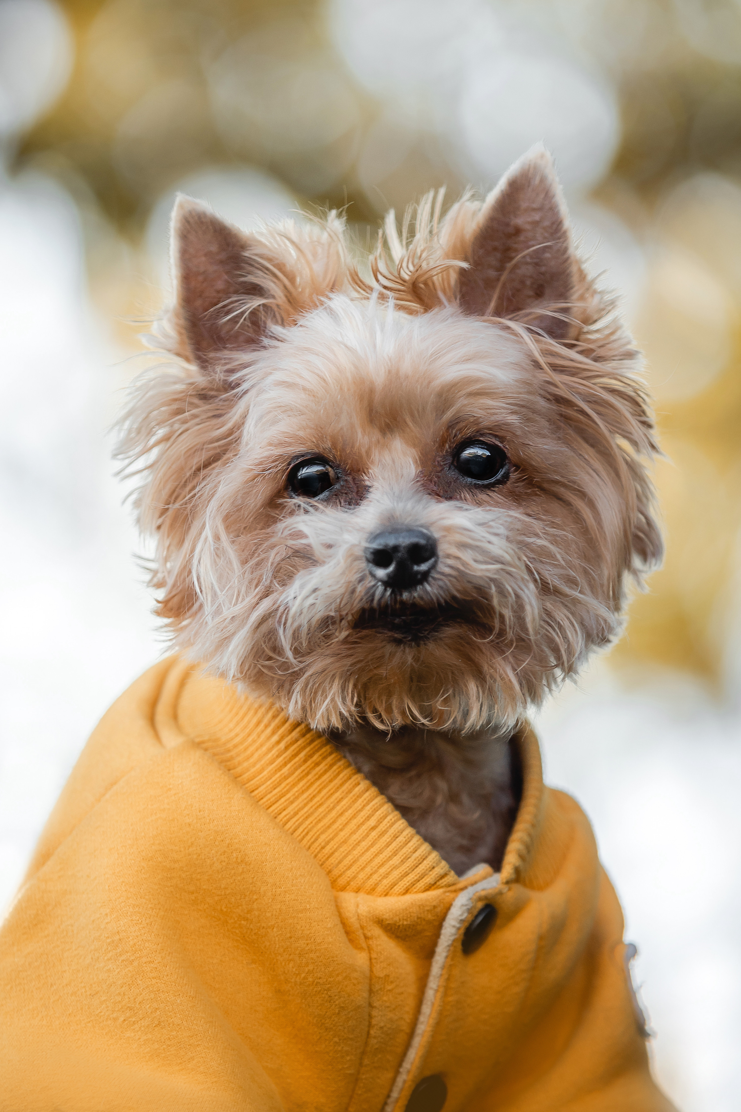 Фотосессия с собакой и котом. Ира, йорк Филя и кот Леброн