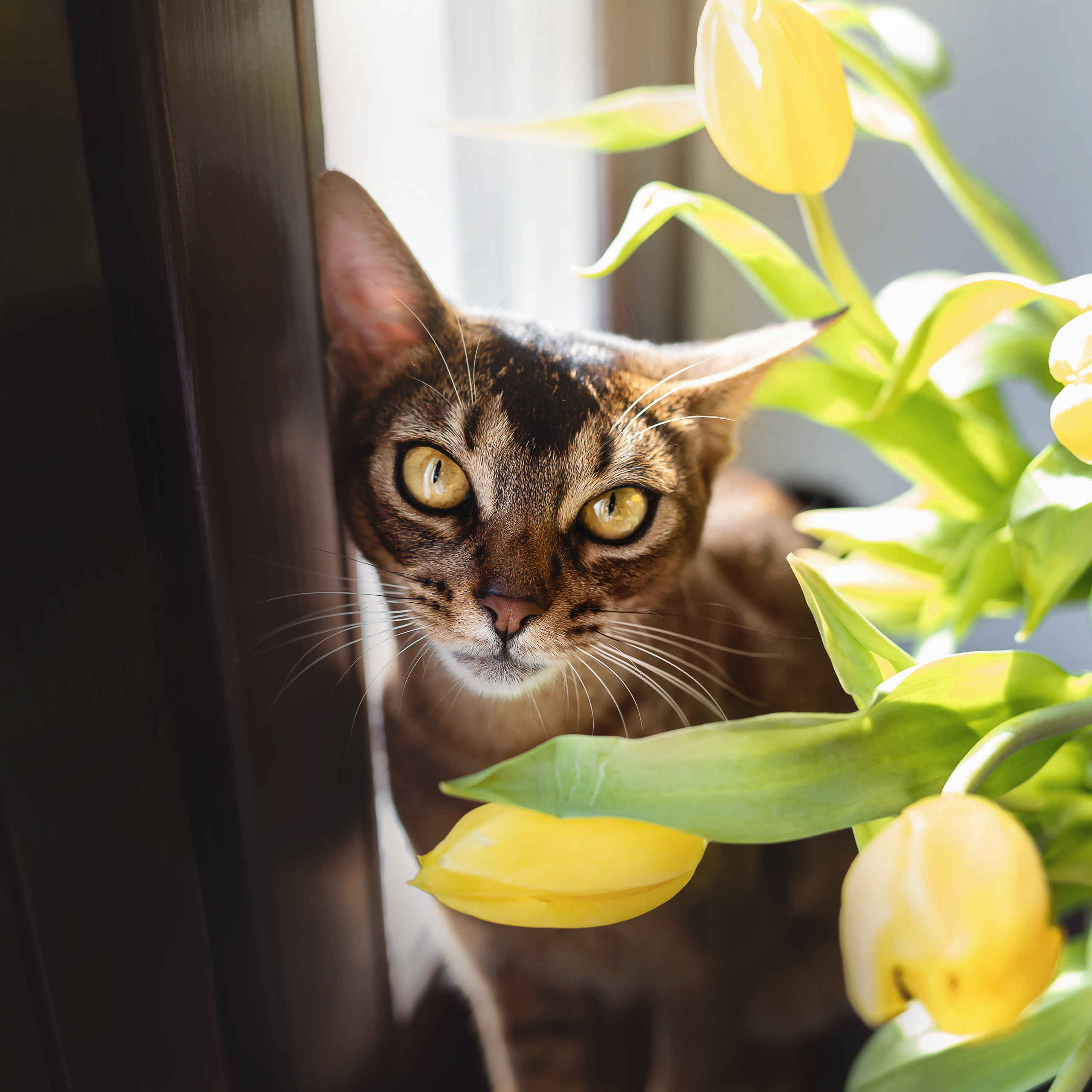 Фотосессия с кошкой, собакой и кроликом