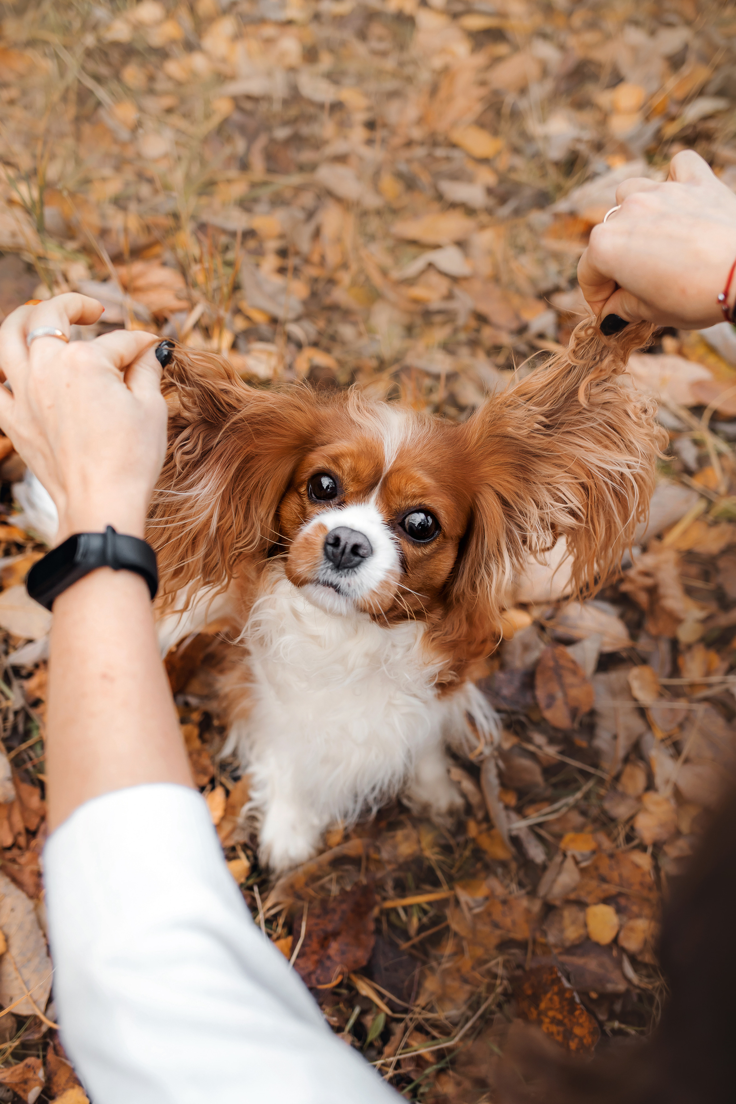 Фотосессия с ребенком и собакой