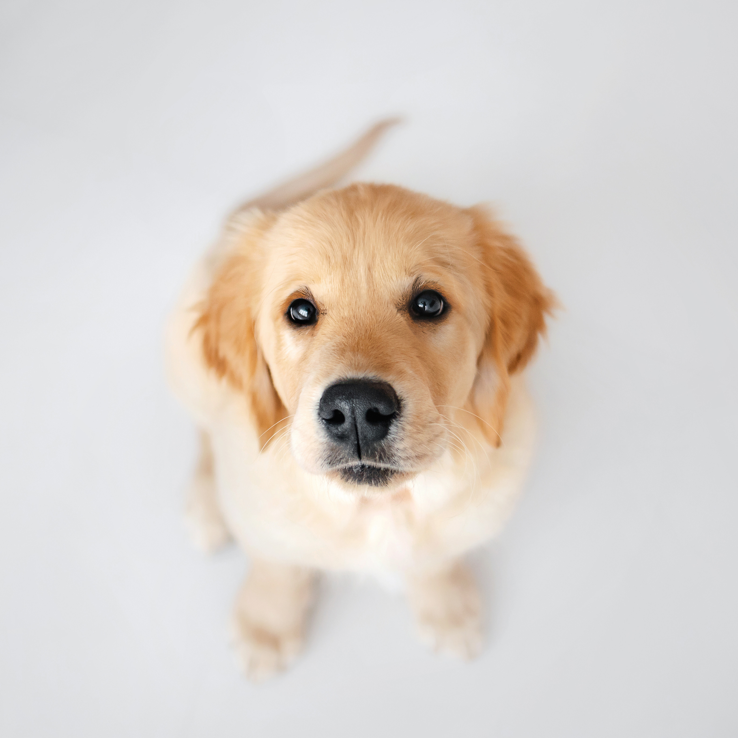 домашняя фотосессия с собакой