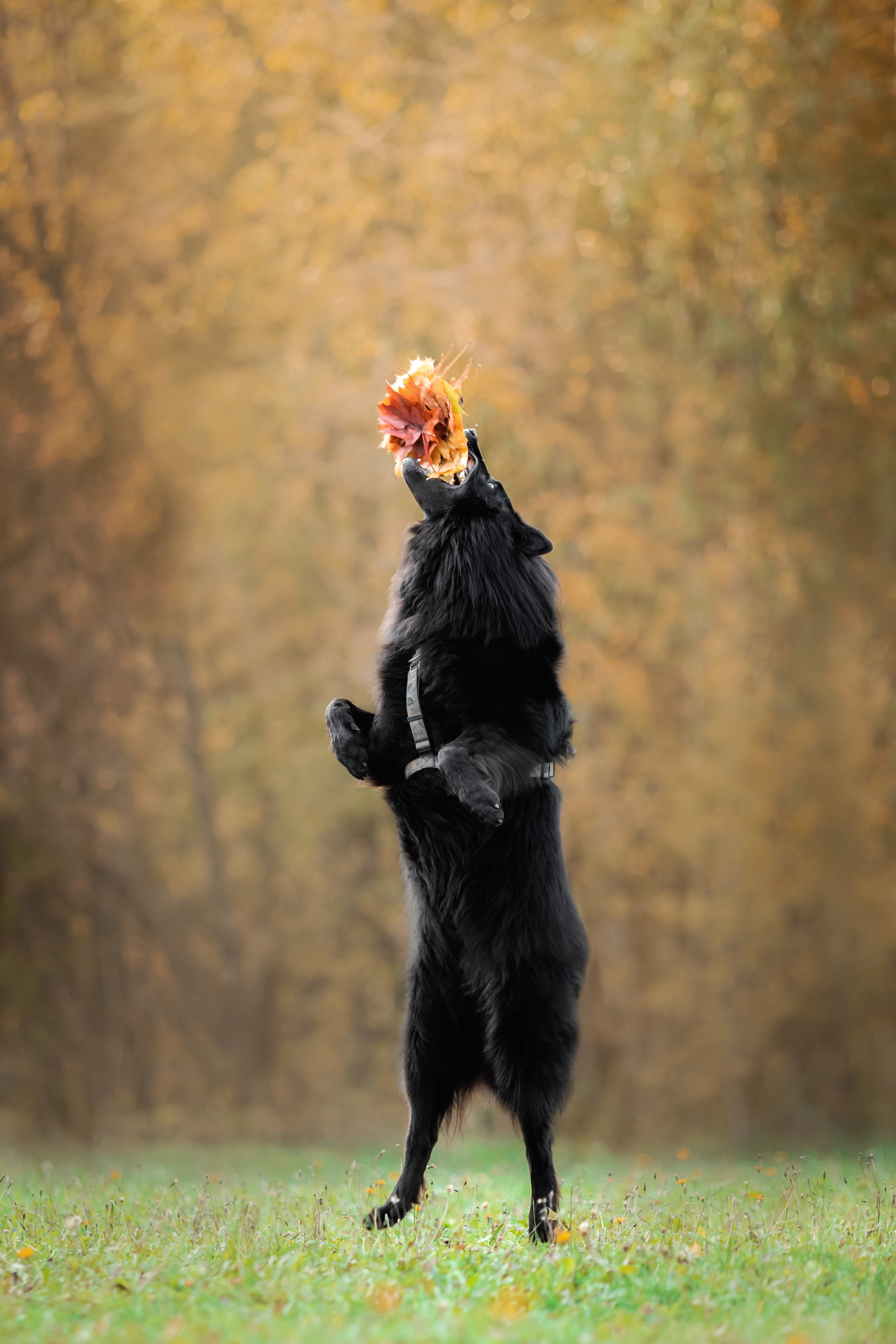 Фотосессия с грюнендалем Йаррхи