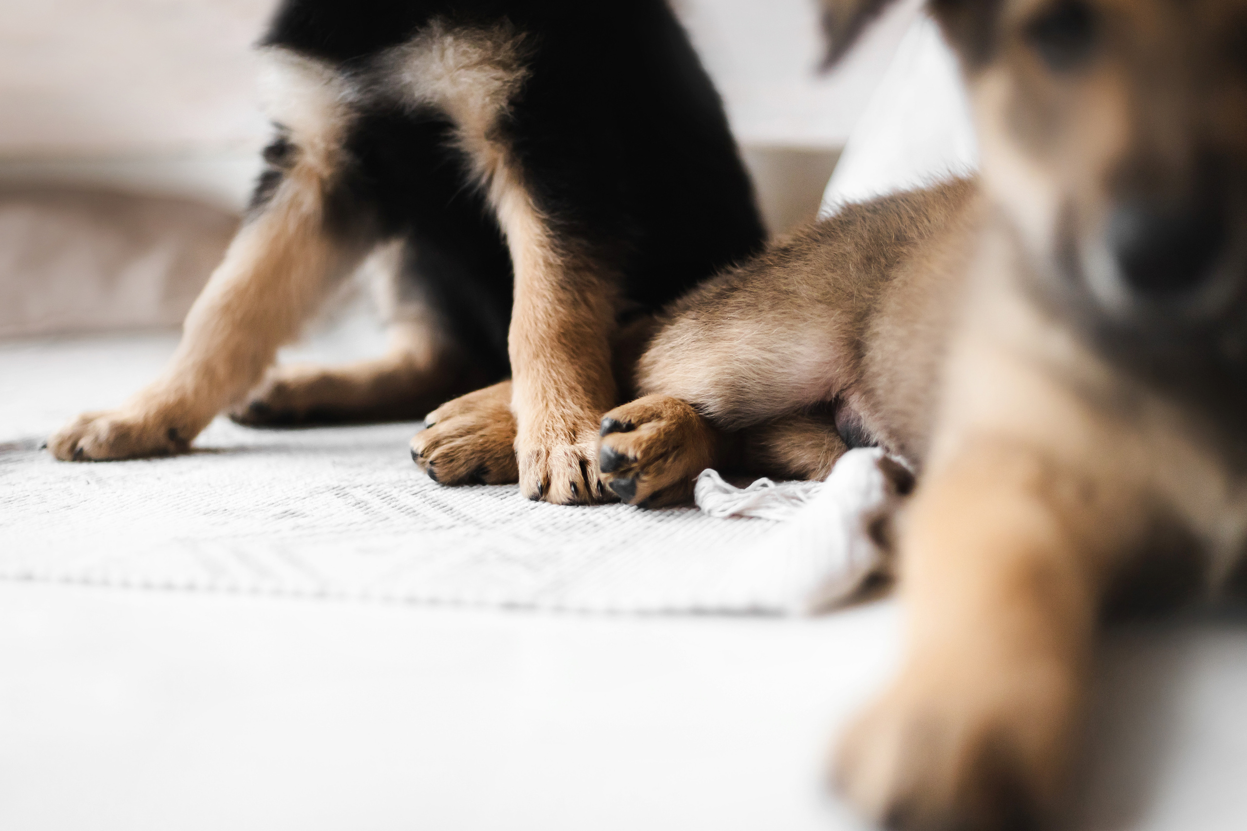 Фотосессия щенков Сатин и Нильс в студии