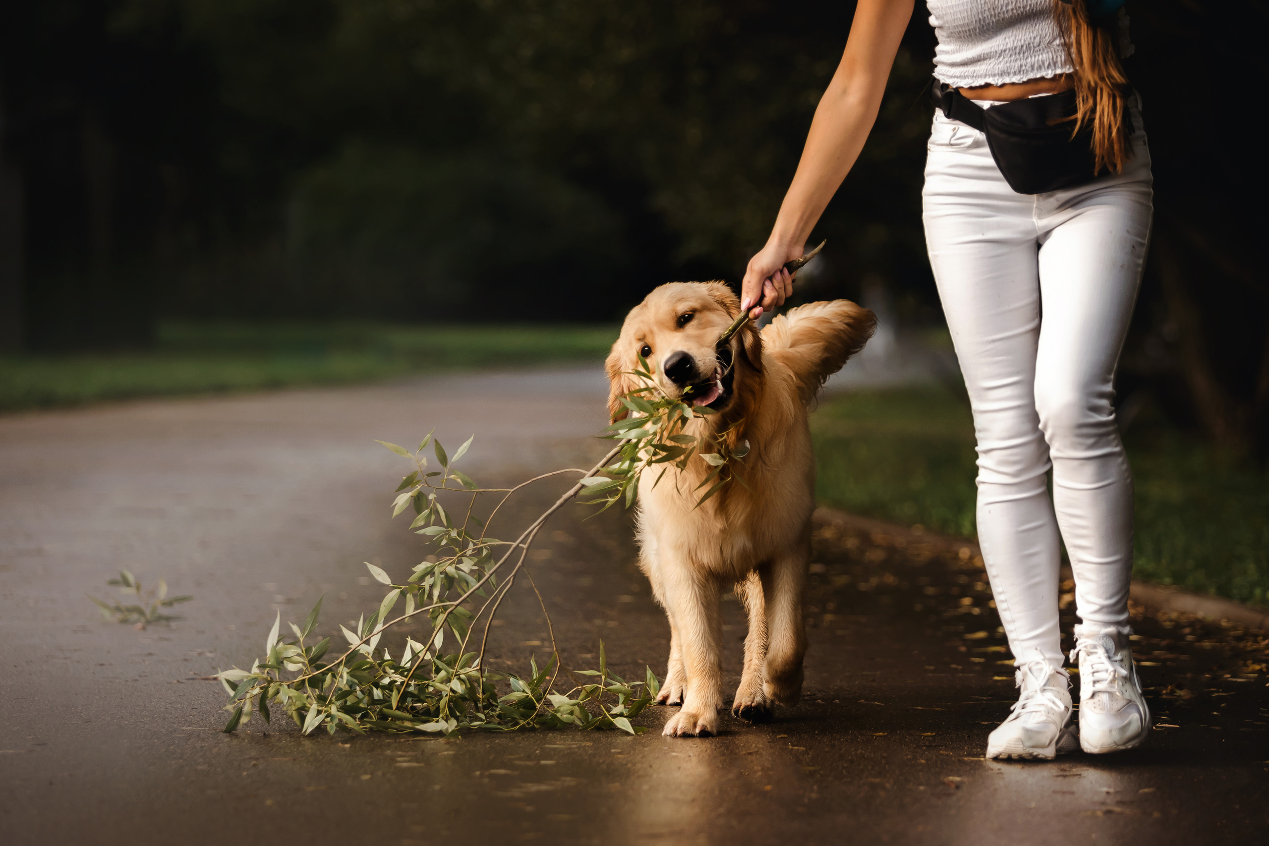 Фотосессия с щенком золотистого ретривера
