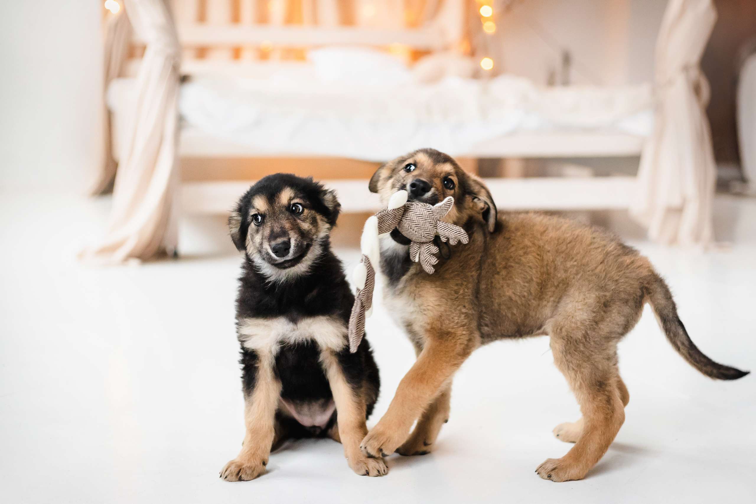 Фотосессия щенков Сатин и Нильс в студии