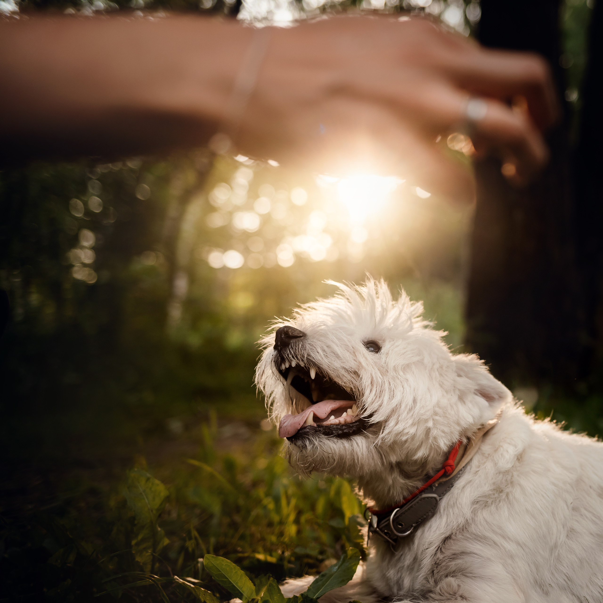 Перся и его семья в Ботаническом лесу