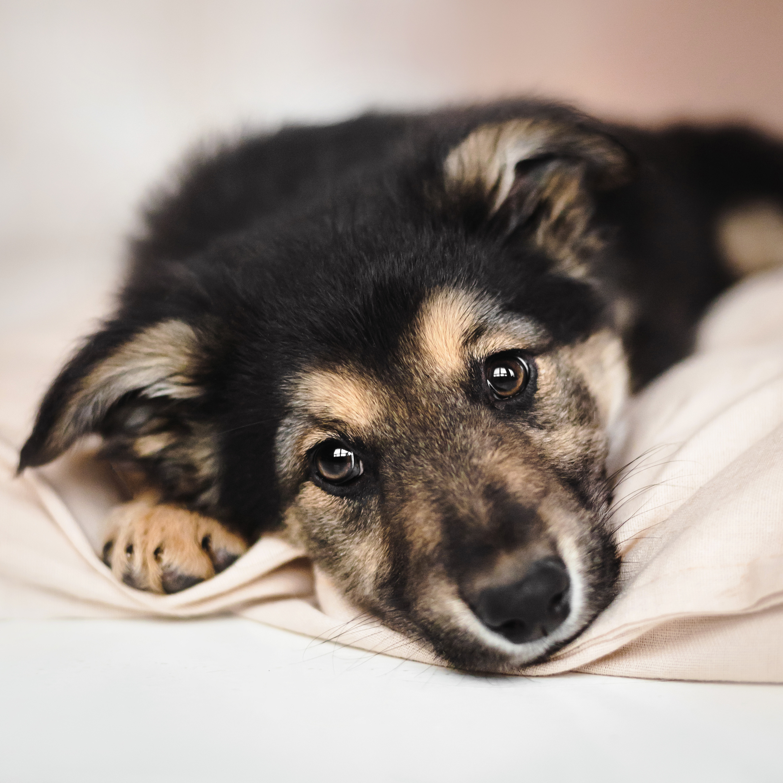 Фотосессия щенков Сатин и Нильс в студии