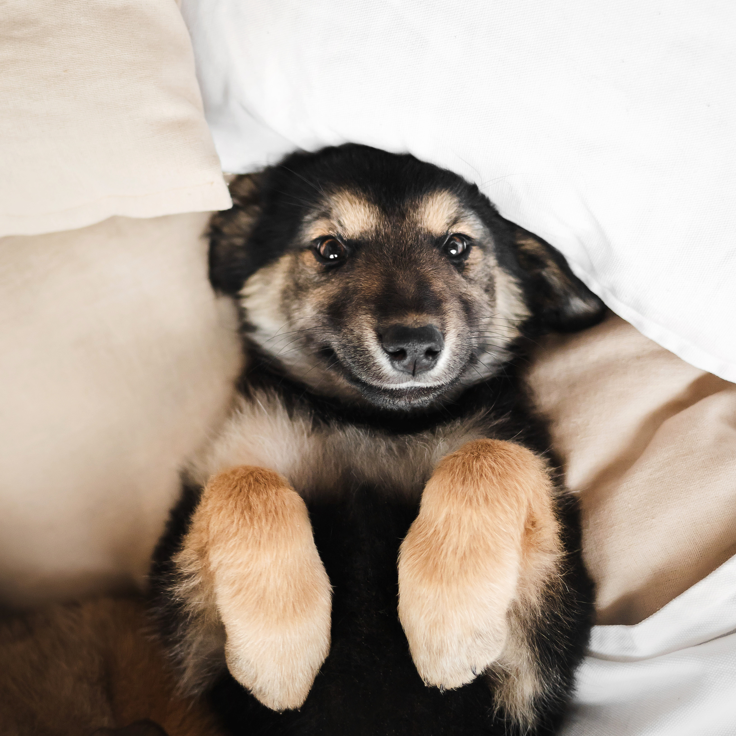 Фотосессия щенков Сатин и Нильс в студии