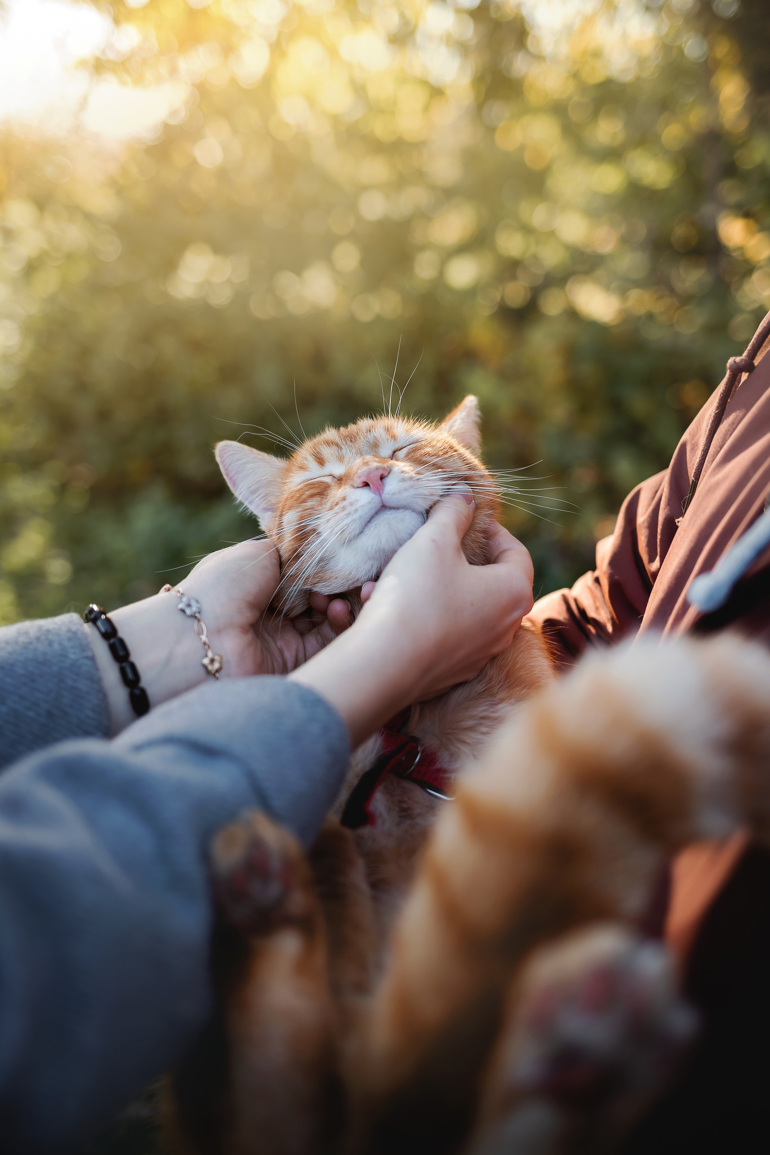 Фотосессия с собакой и котом. Ира, йорк Филя и кот Леброн