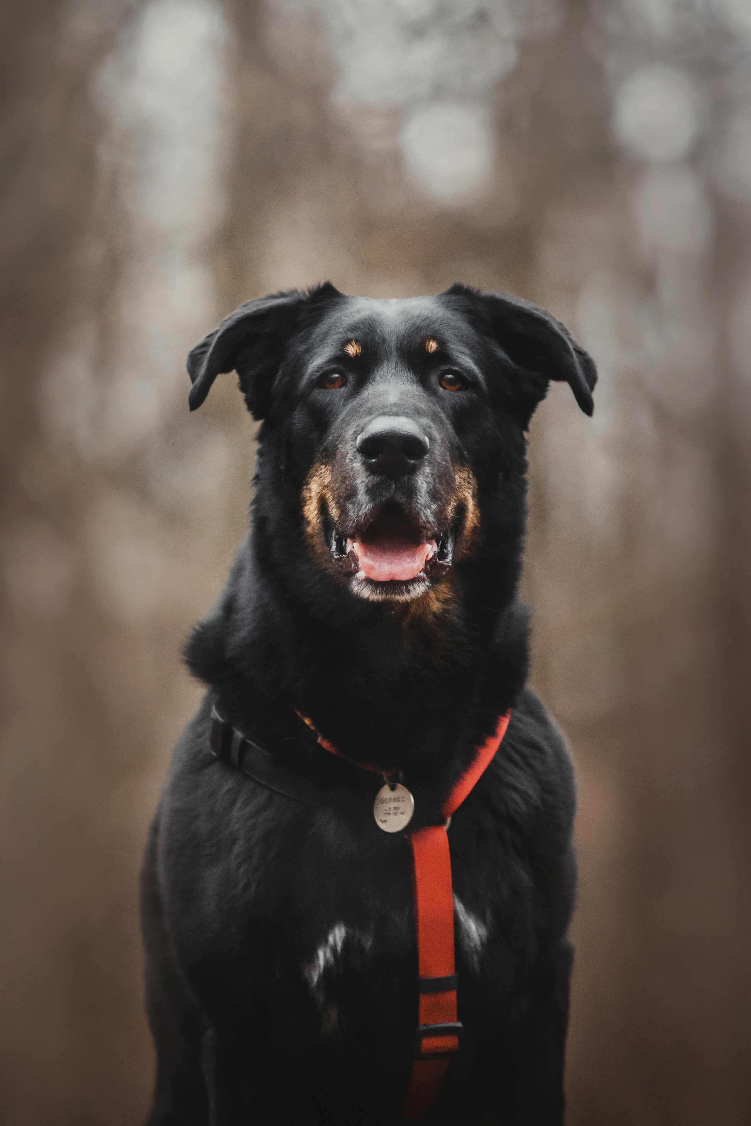 Фотосессия с собакой Фелик