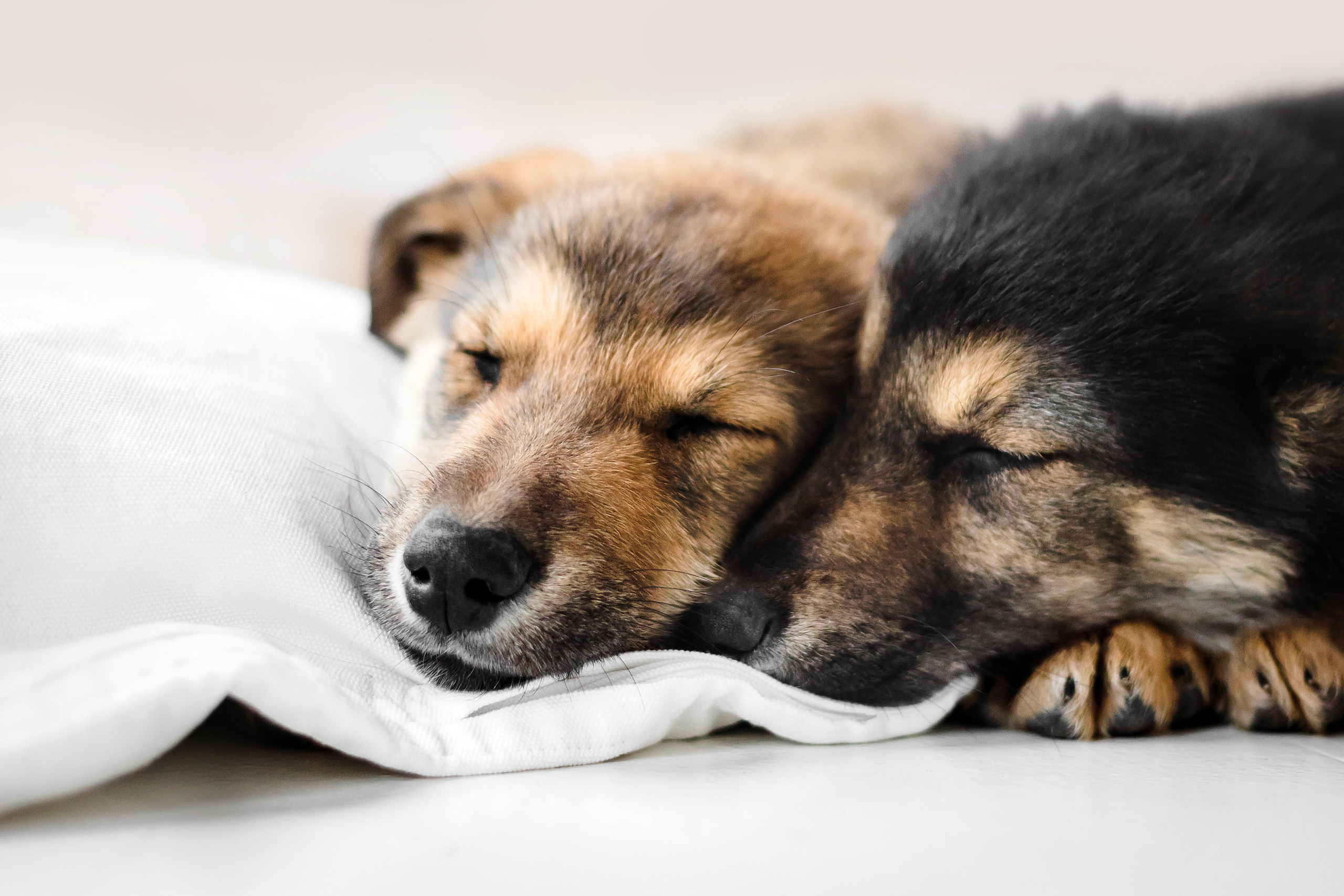 Фотосессия щенков Сатин и Нильс в студии