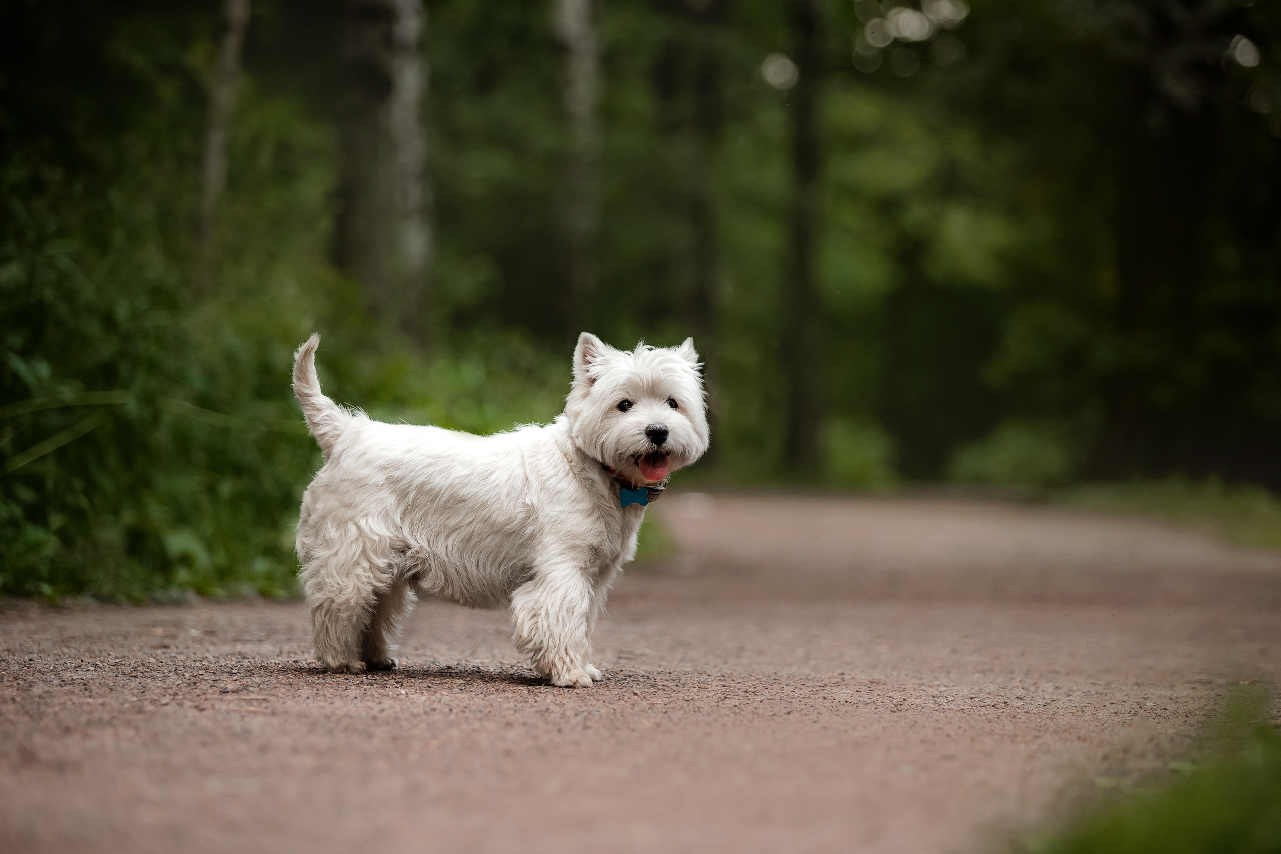 Перся и его семья в Ботаническом лесу