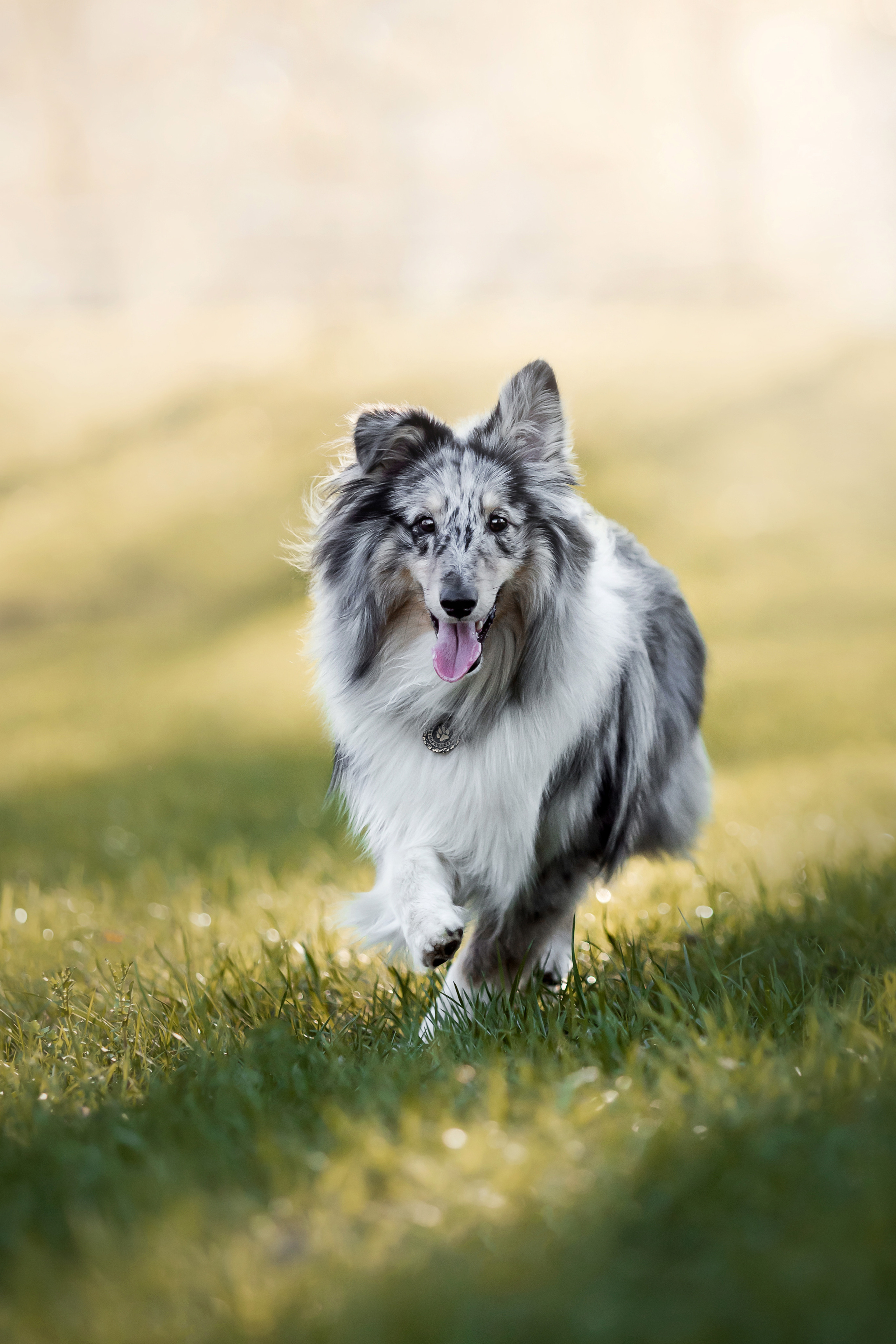 Фотосессия с шелти Скаем