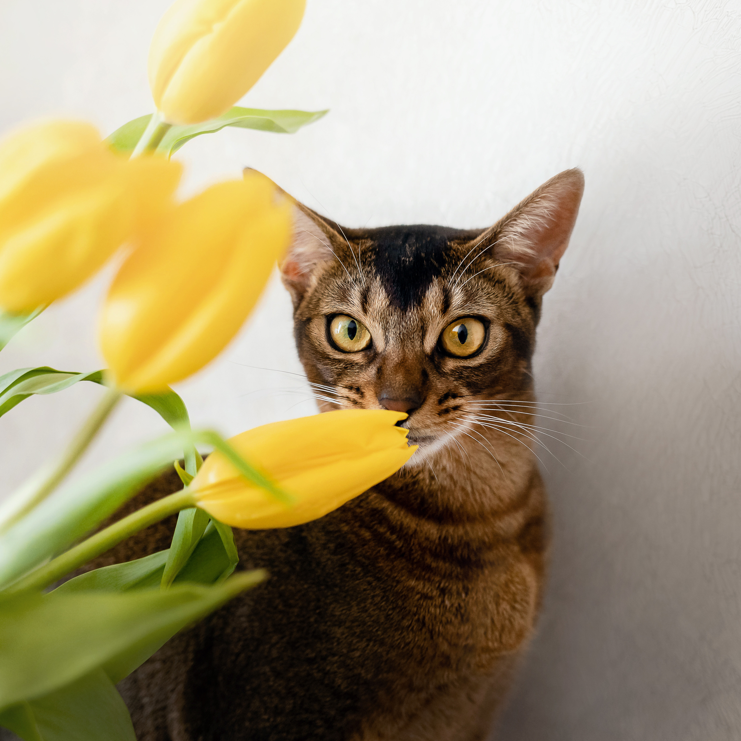 Фотосессия с кошкой, собакой и кроликом