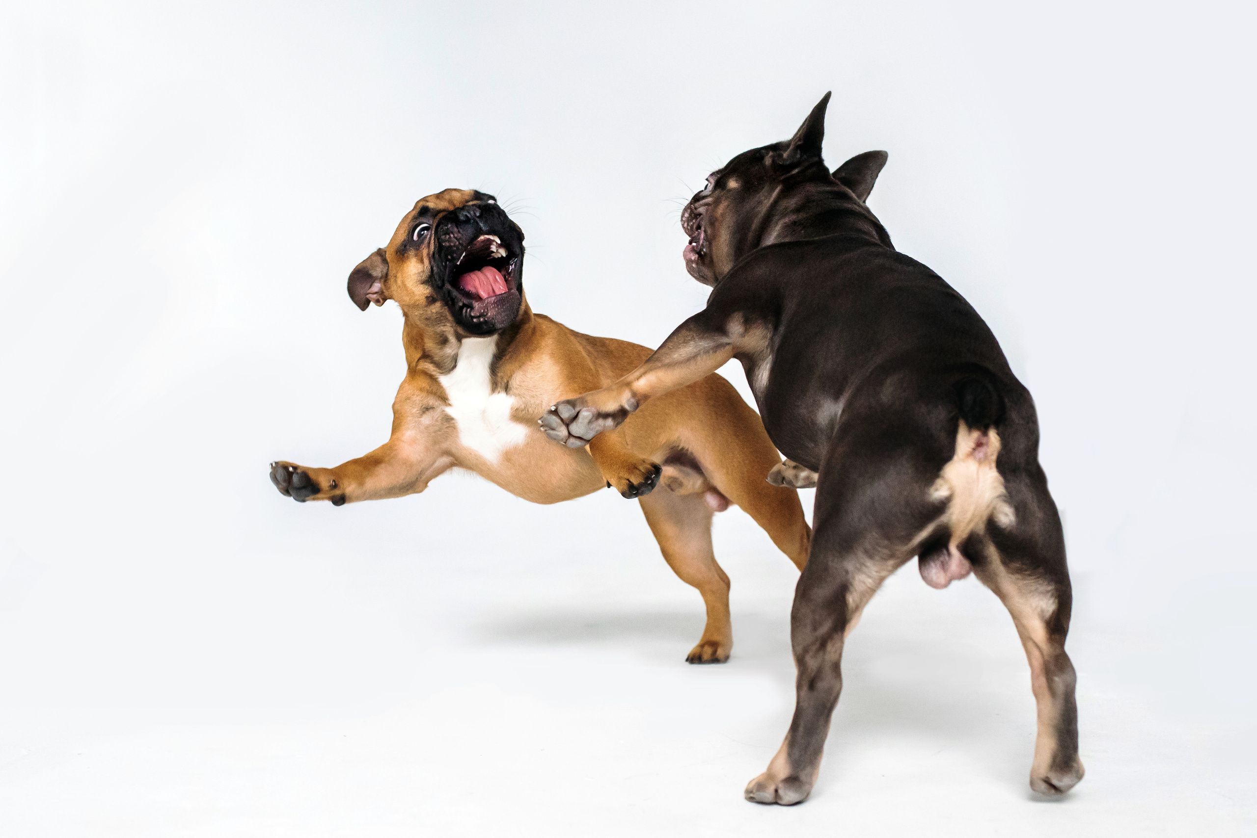 Фотосессия бульдогов Лео и Марса в догфрендли студии