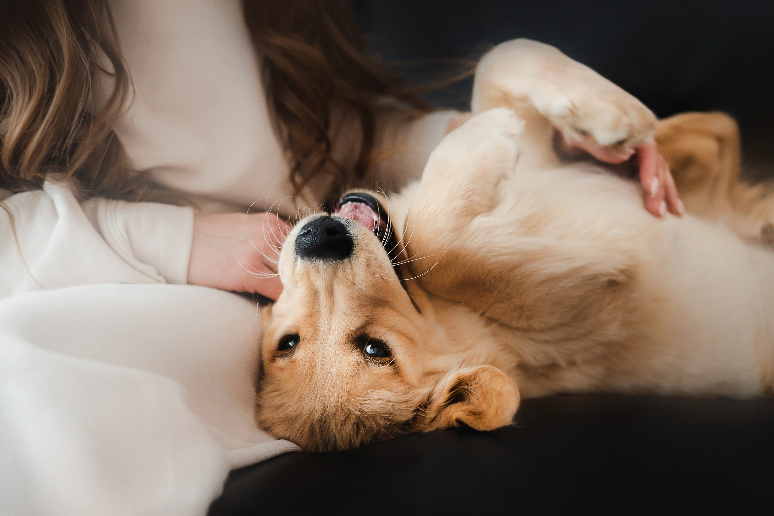 фотосессия с щенком