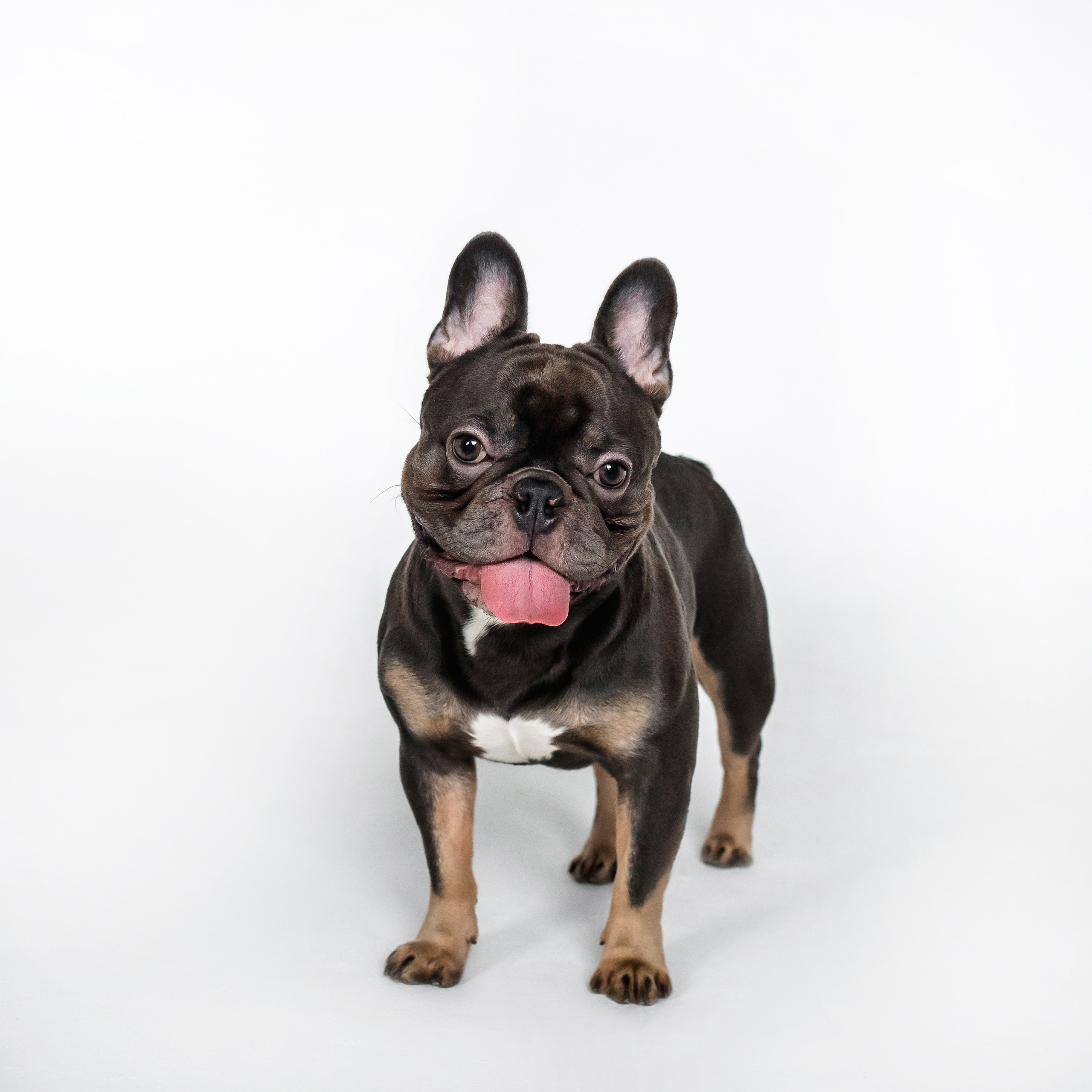 Фотосессия бульдогов Лео и Марса в догфрендли студии