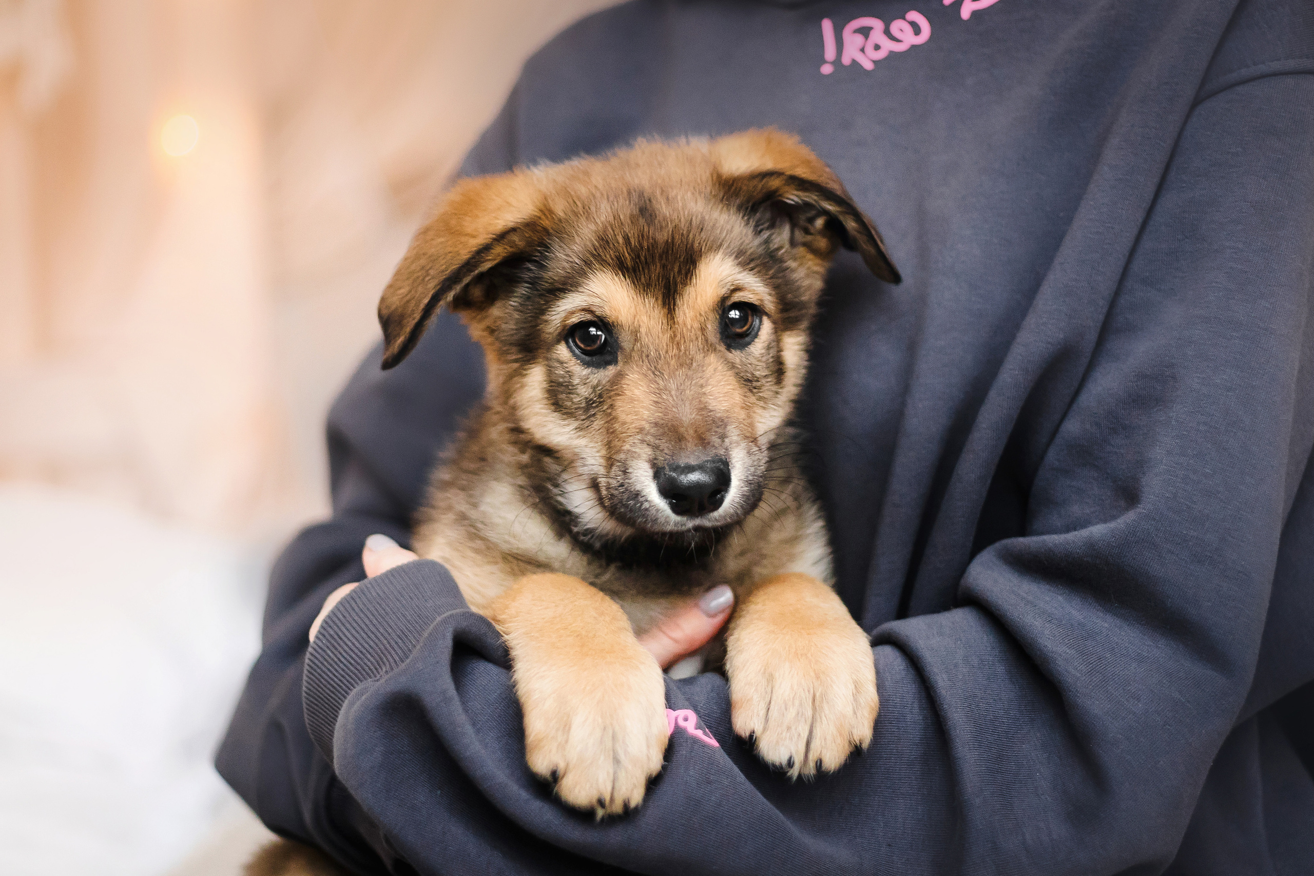 Фотосессия щенков Сатин и Нильс в студии