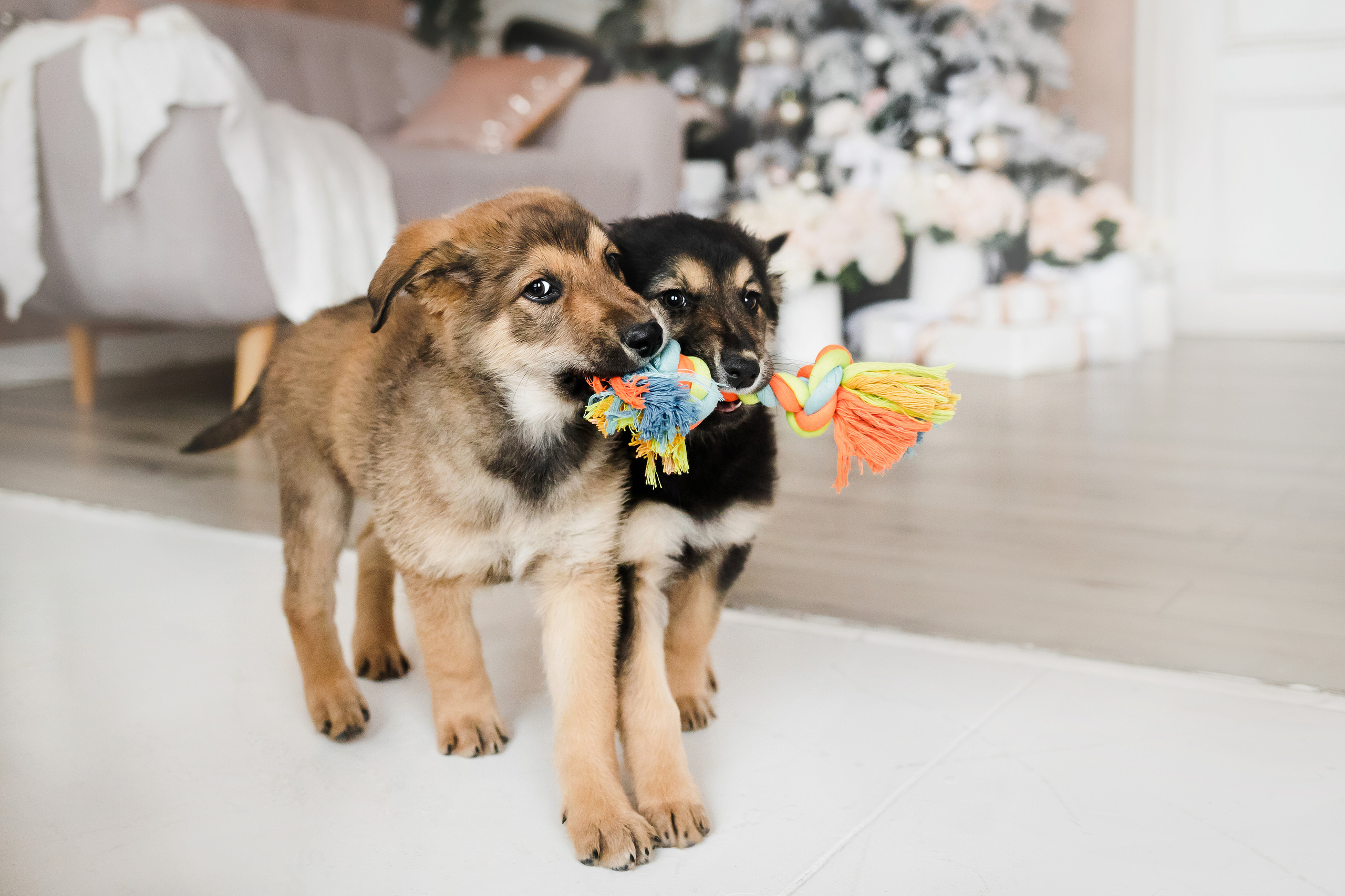 Фотосессия щенков Сатин и Нильс в студии