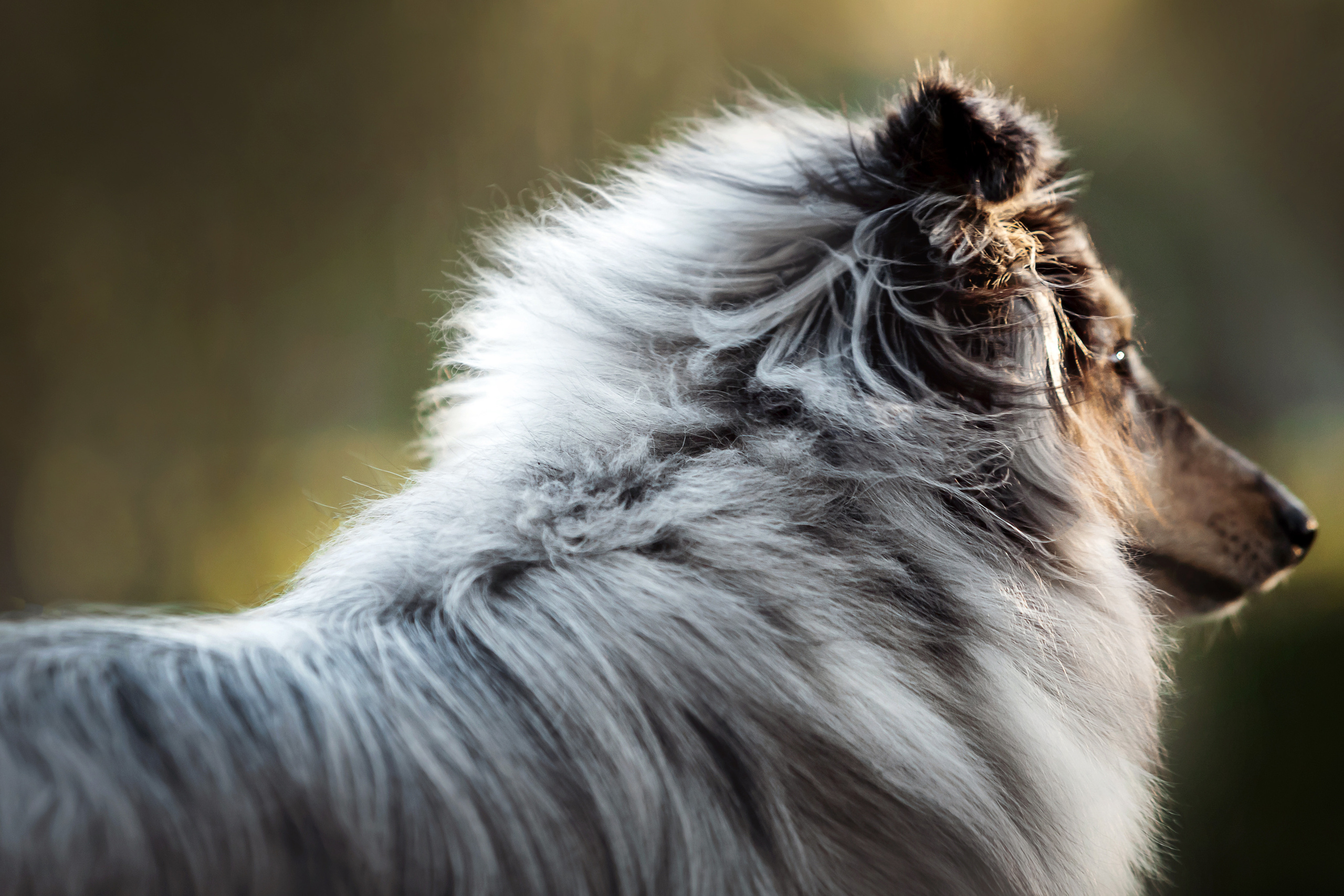 Фотосессия с шелти Скаем