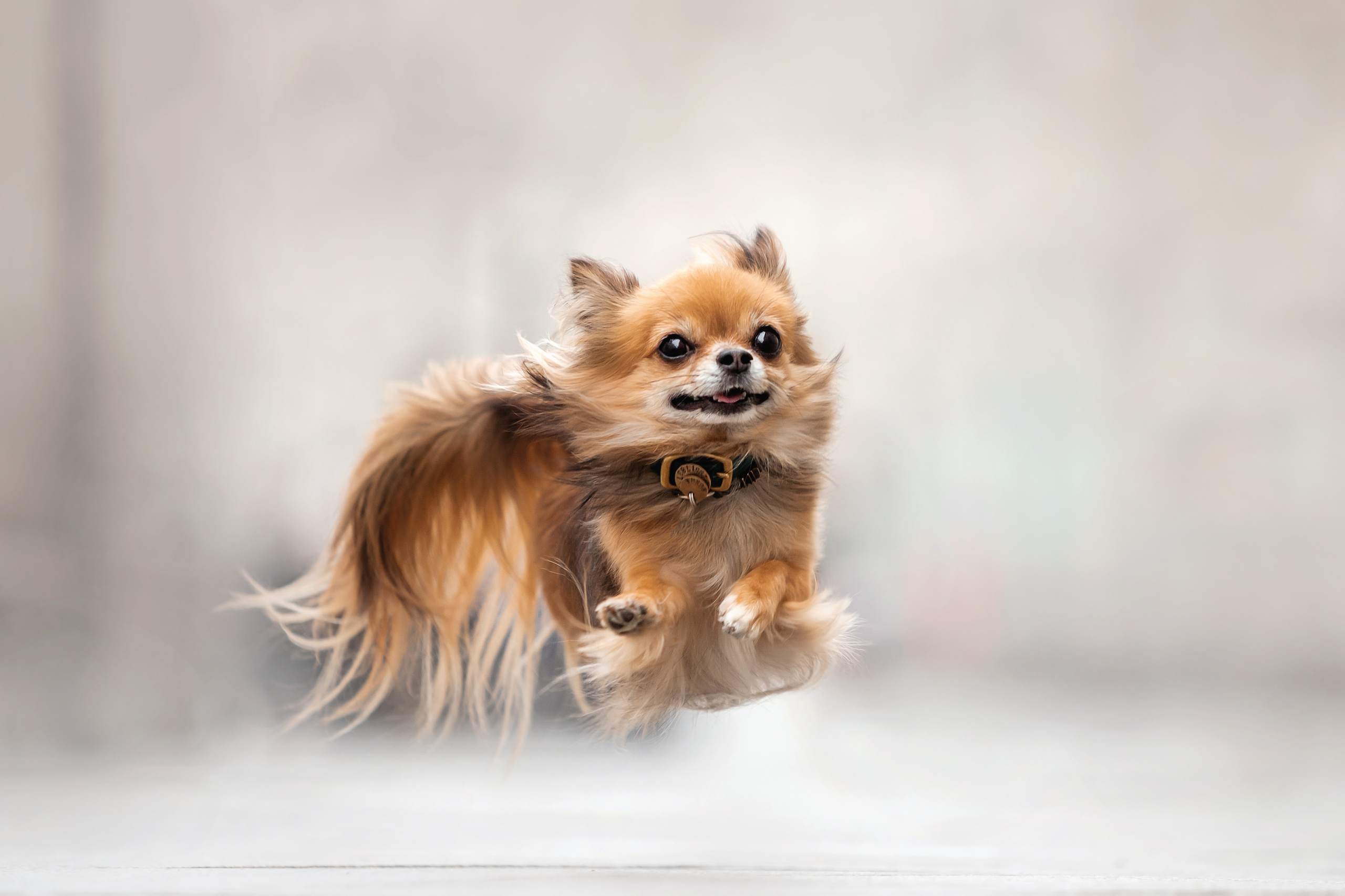 Фотосессия с чихуахуа в центре Москвы