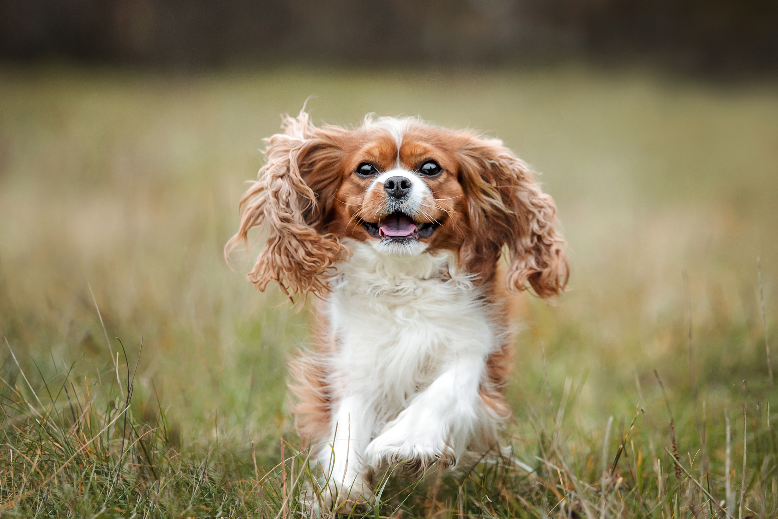 Фотосессия с ребенком и собакой