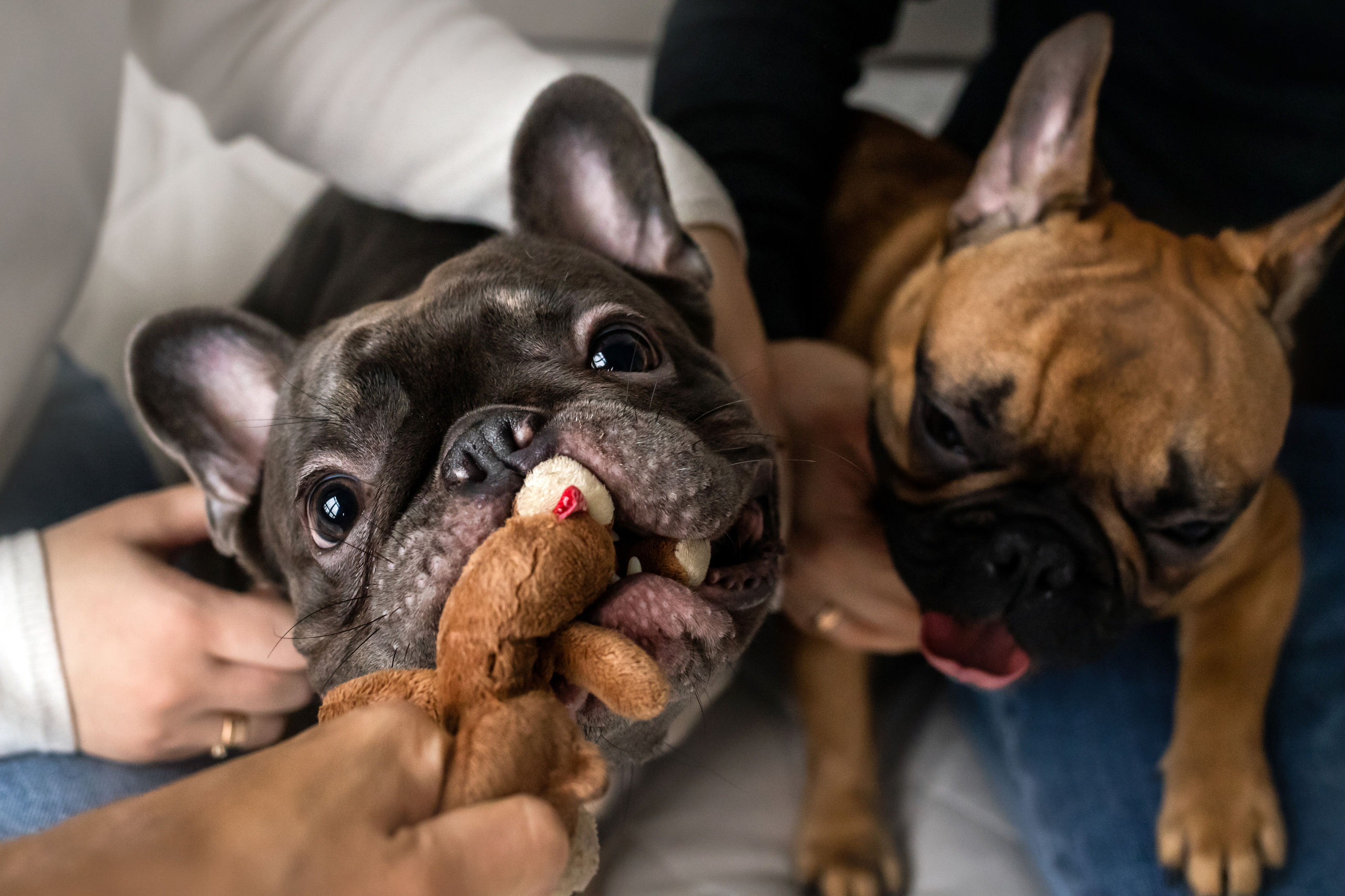 Фотосессия бульдогов Лео и Марса в догфрендли студии